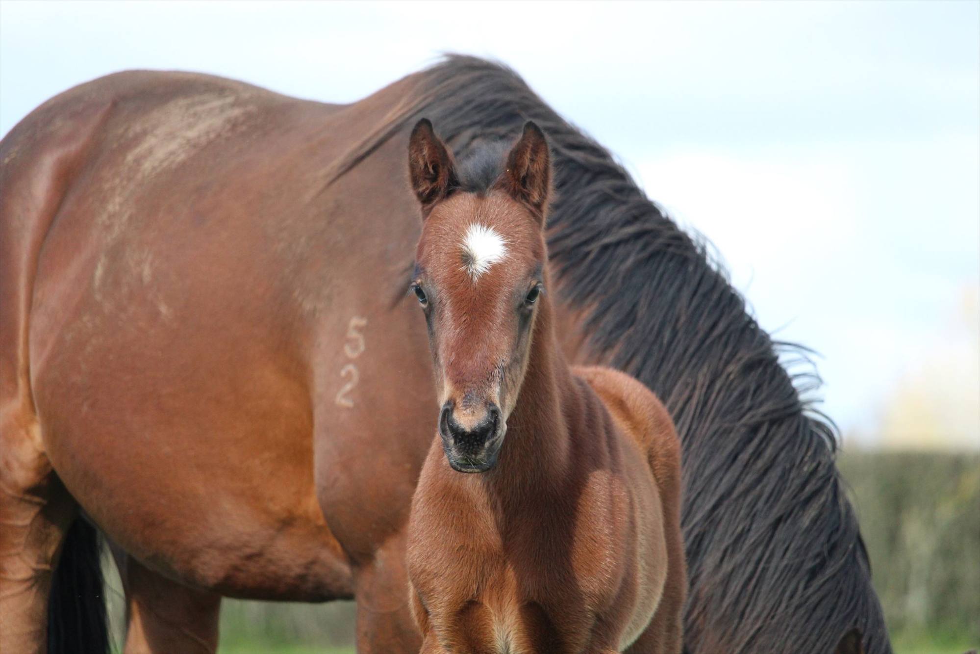 Ka Ying Rising as a foal in New Zealand. Photo: Handout