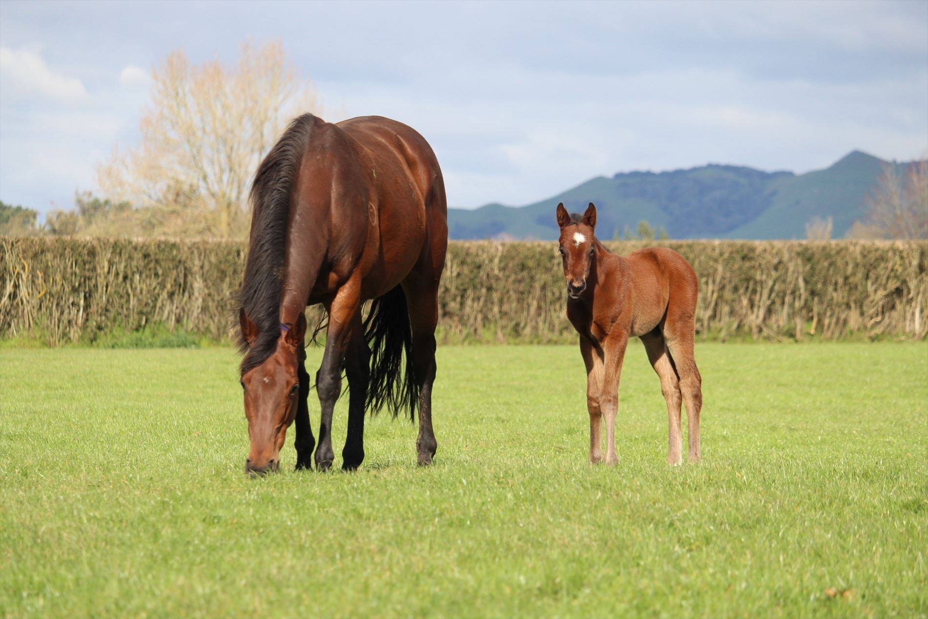 Ka Ying Rising as a foal with his dam, Missy Moo, in New Zealand. Photo: Handout