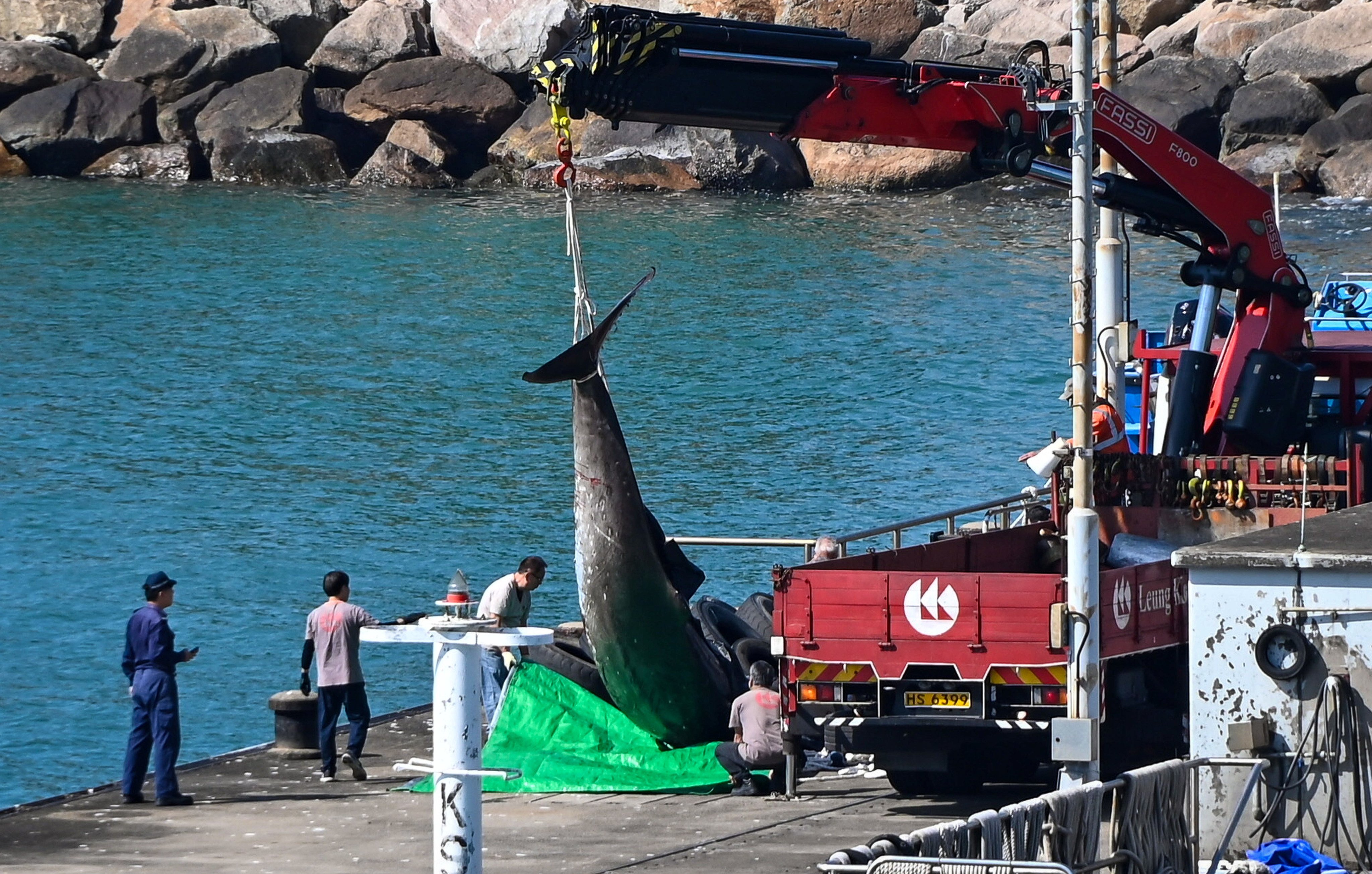 The vehicle carrying the deceased whale leaves the Marine Police Tai Lam Chung Base Pier at noon on Dec 1, 2024. Photo: Handout