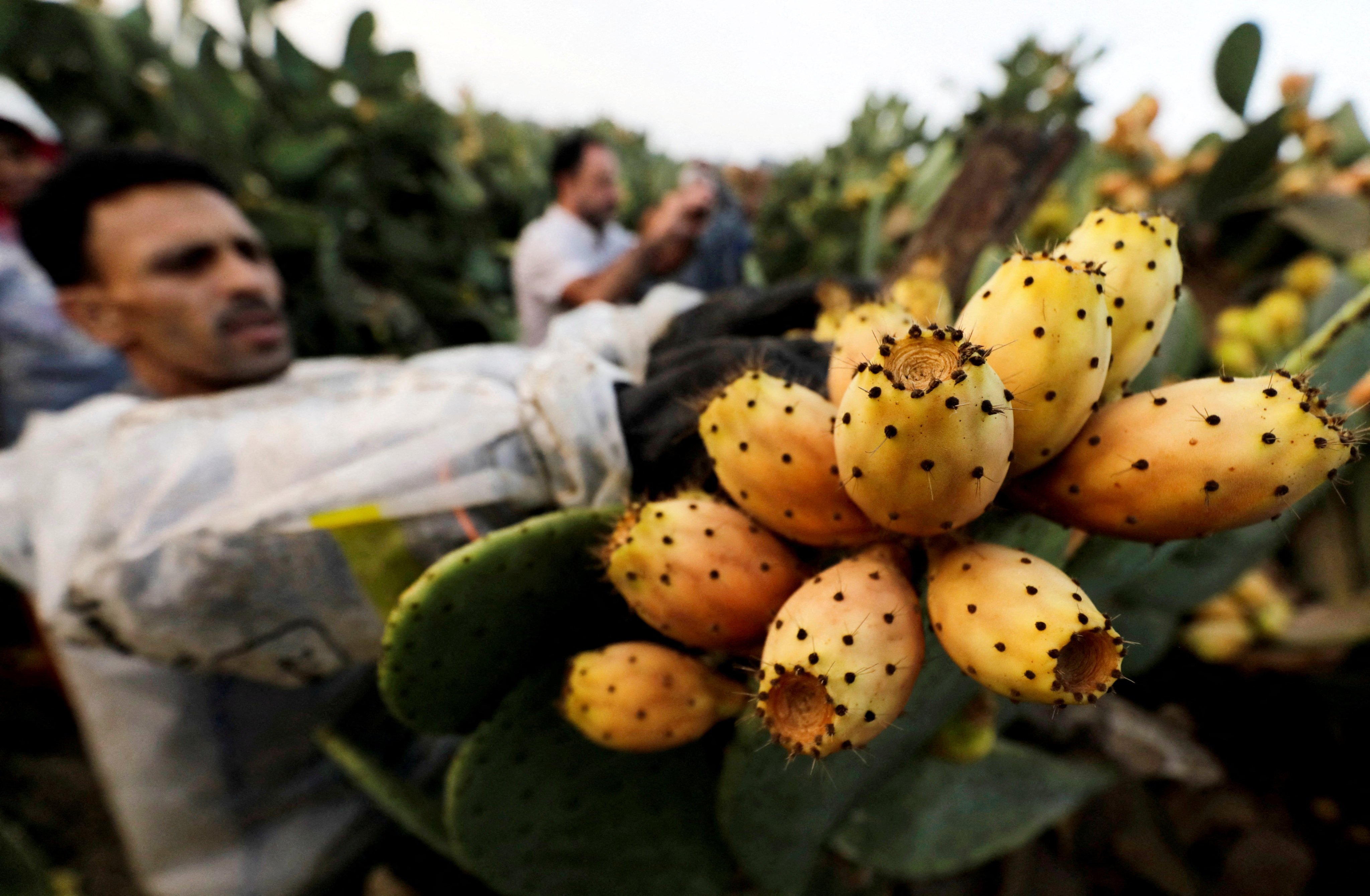 A worker picks prickly pears in Egypt. Photo: Reuters