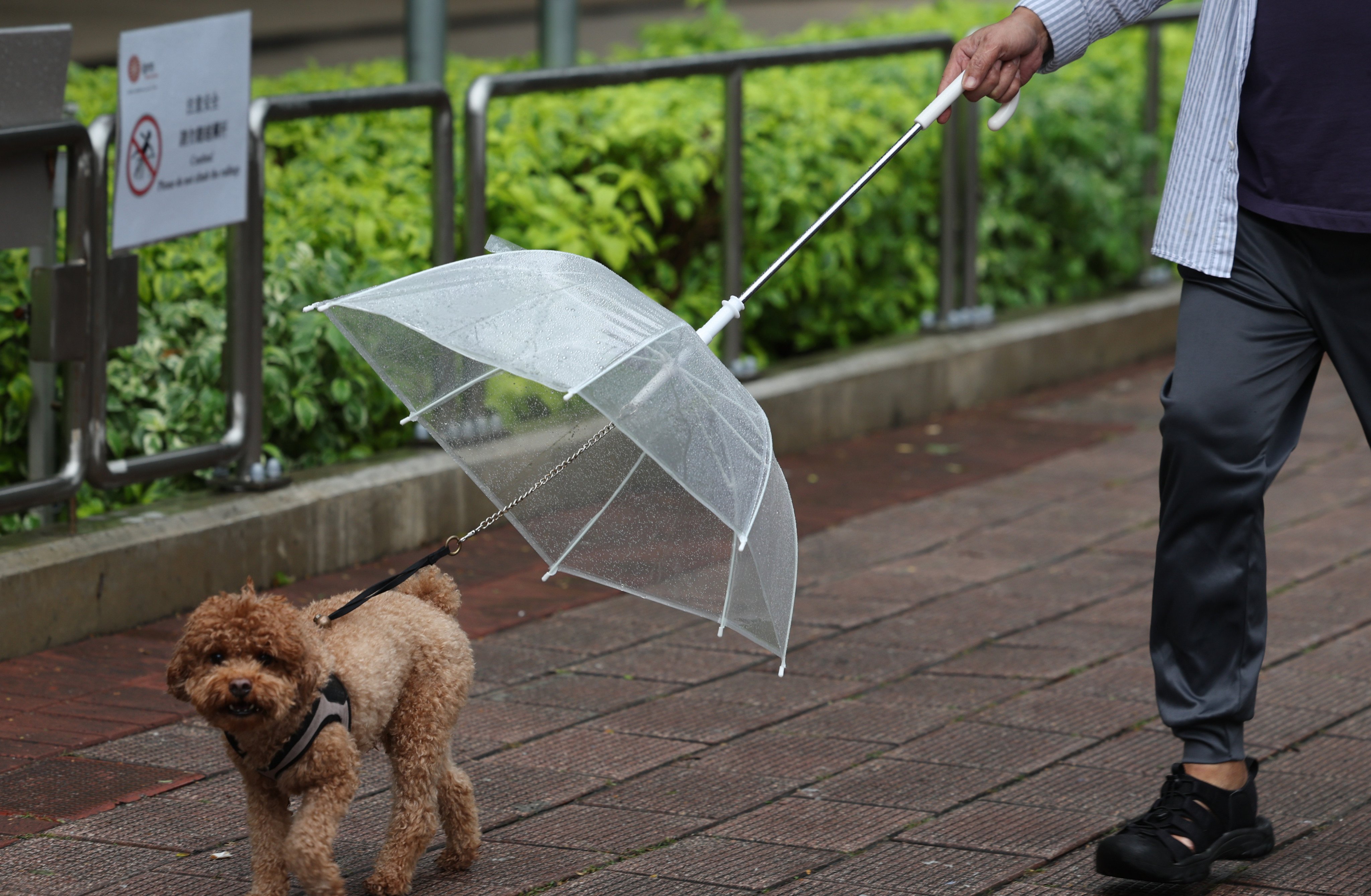 A person walks with their dog in West Kowloon on November 20. Photo: Dickson Lee