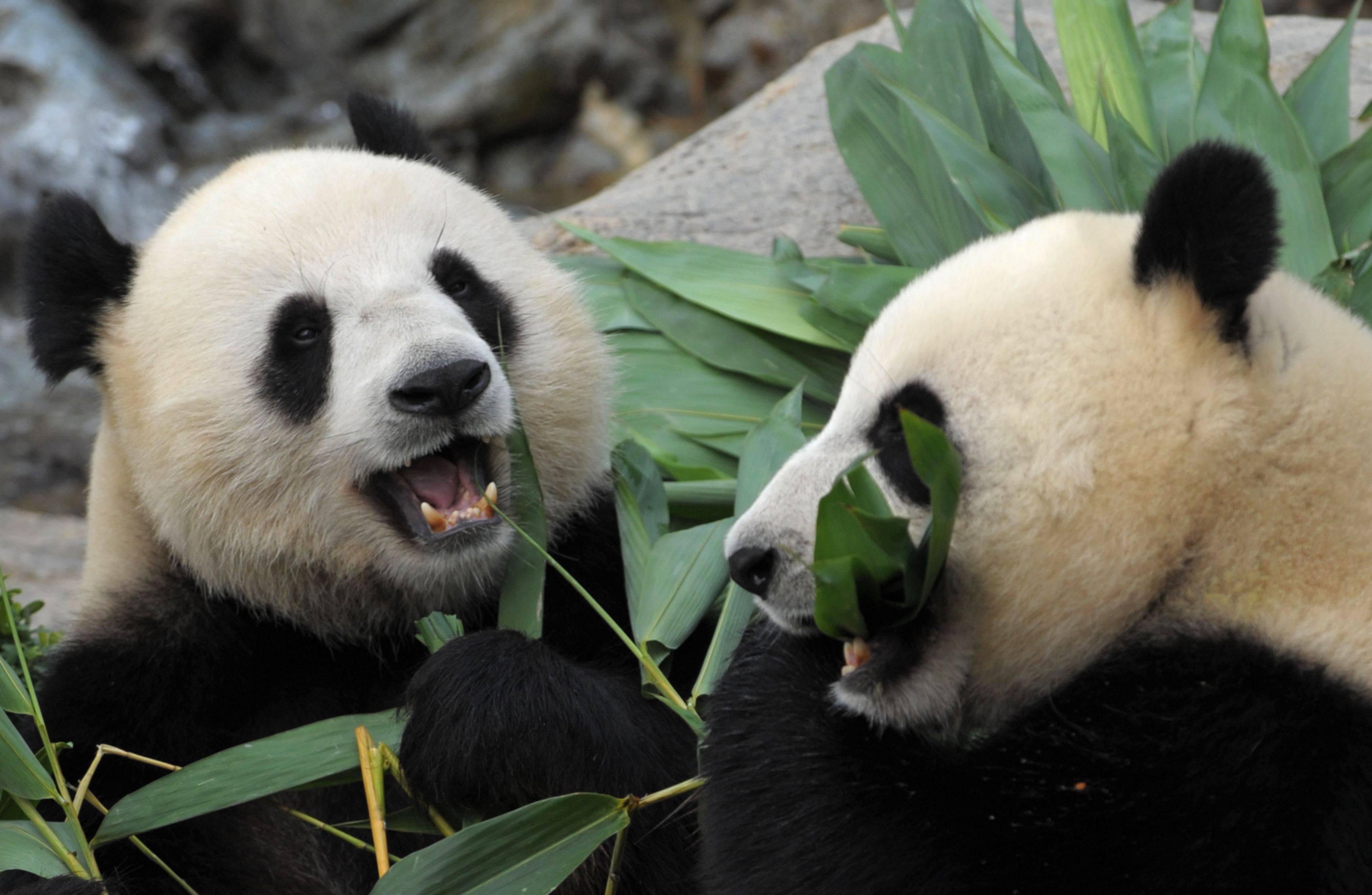 In this photo taken in 2009, giant pandas Le Le (left) and Ying Ying (right) are seen chewing on bamboo shoots on their joint fourth birthday at Ocean Park in Hong Kong. Photo: AFP