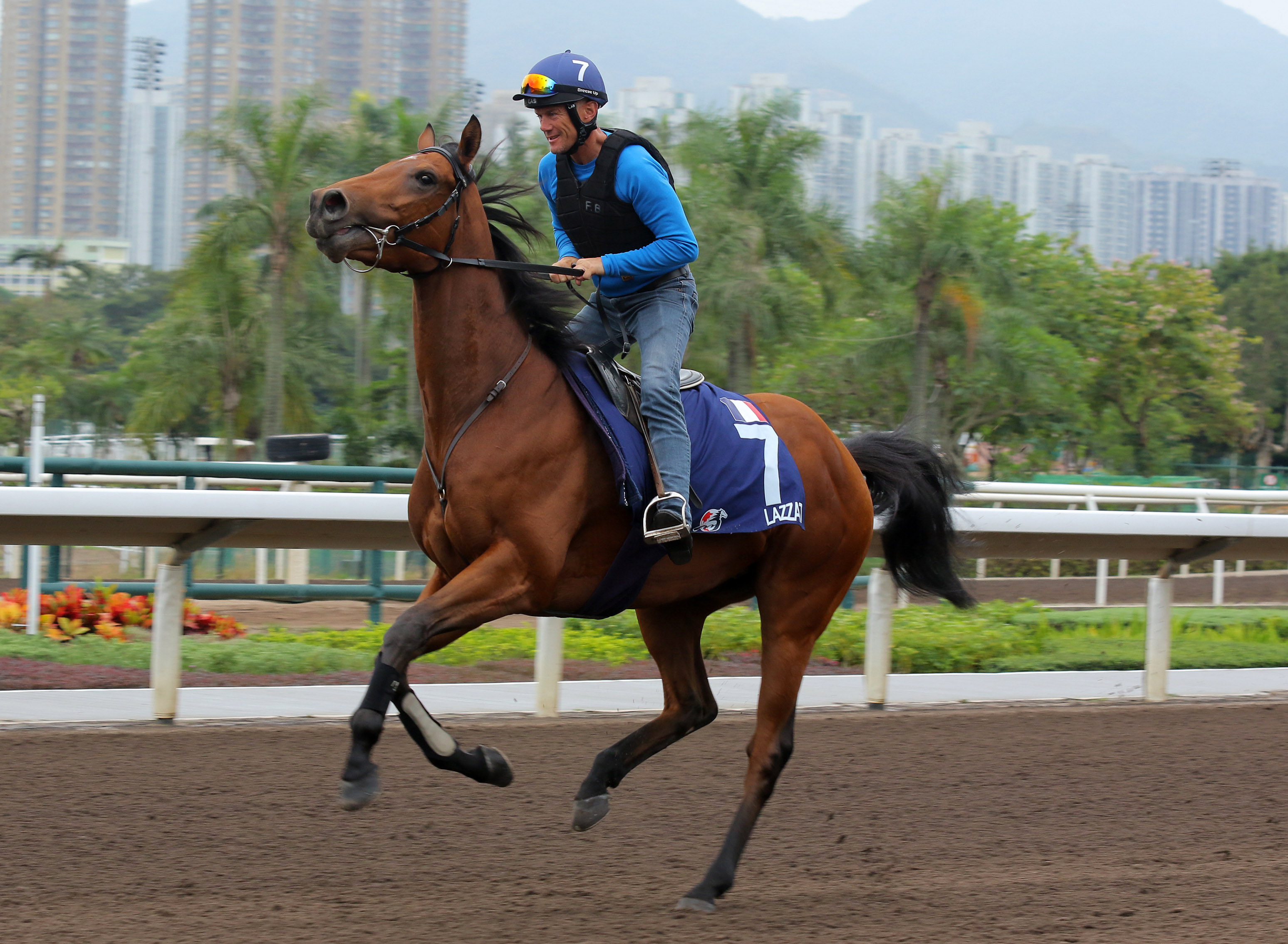 Hong Kong Mile runner Lazzat canters on the all-weather track at Sha Tin. Photo: Kenneth Chan