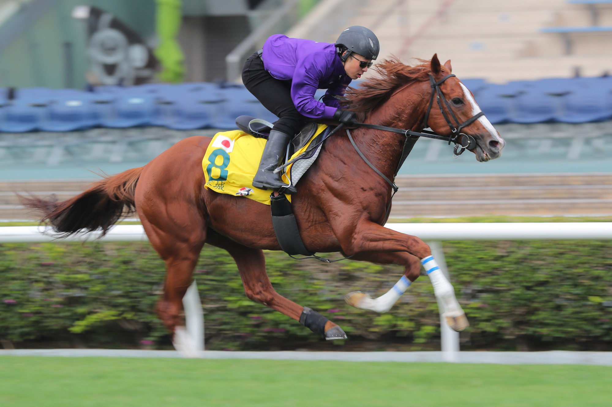 Hong Kong Sprint runner Toshin Macau gallops on the turf at Sha Tin on Thursday morning.