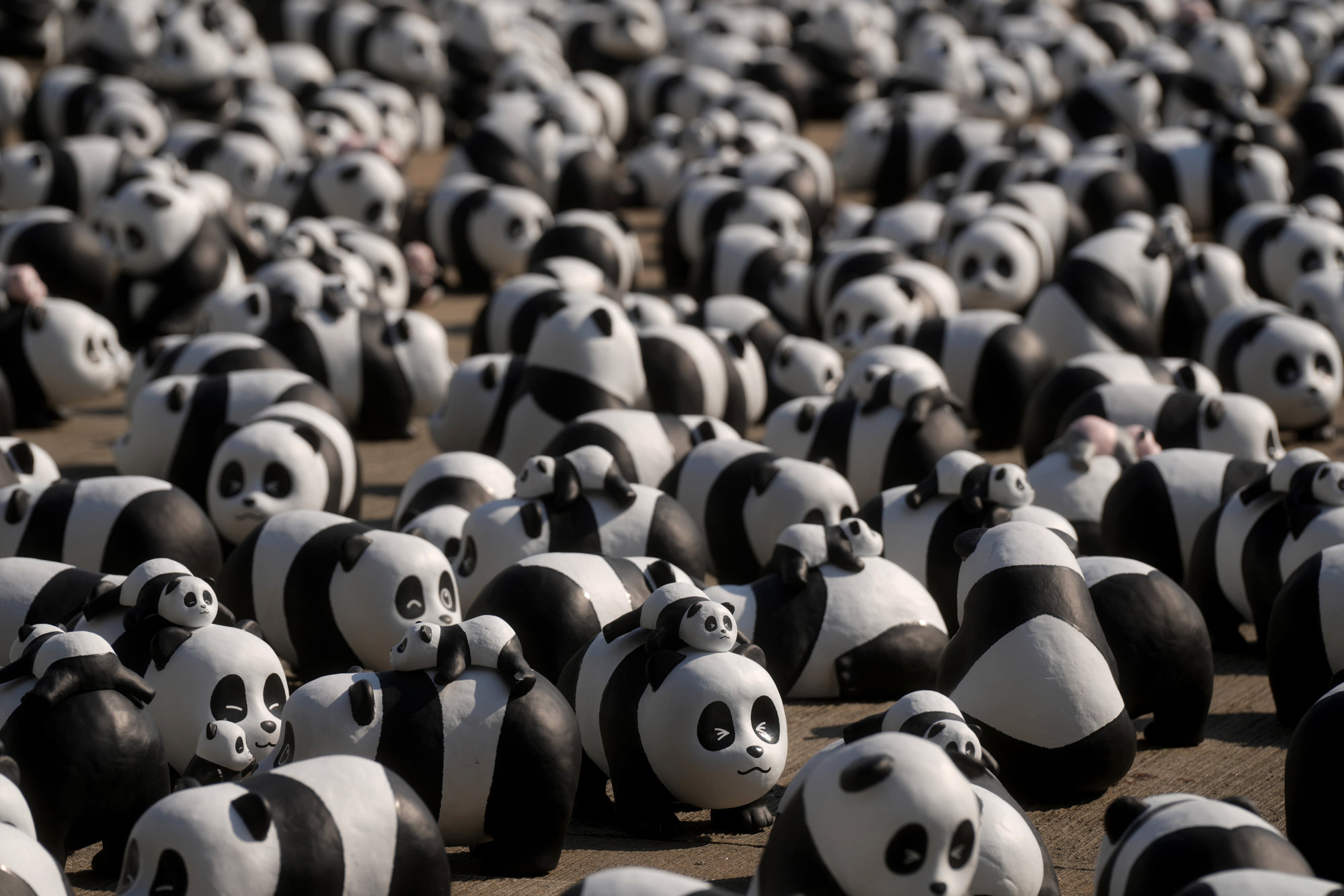 The realistic costume will also be joined by 2,500 panda sculptures, which will be displayed across the city. Photo: Elson Li