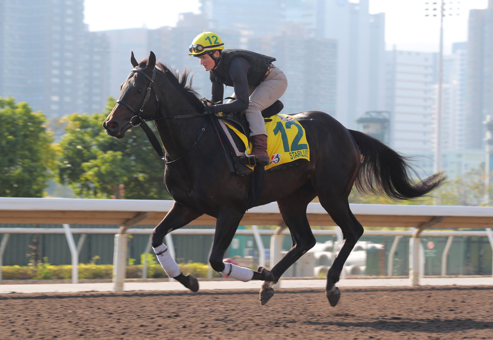 Breeders’ Cup winner Starlust gallops on the Sha Tin dirt on Tuesday morning.