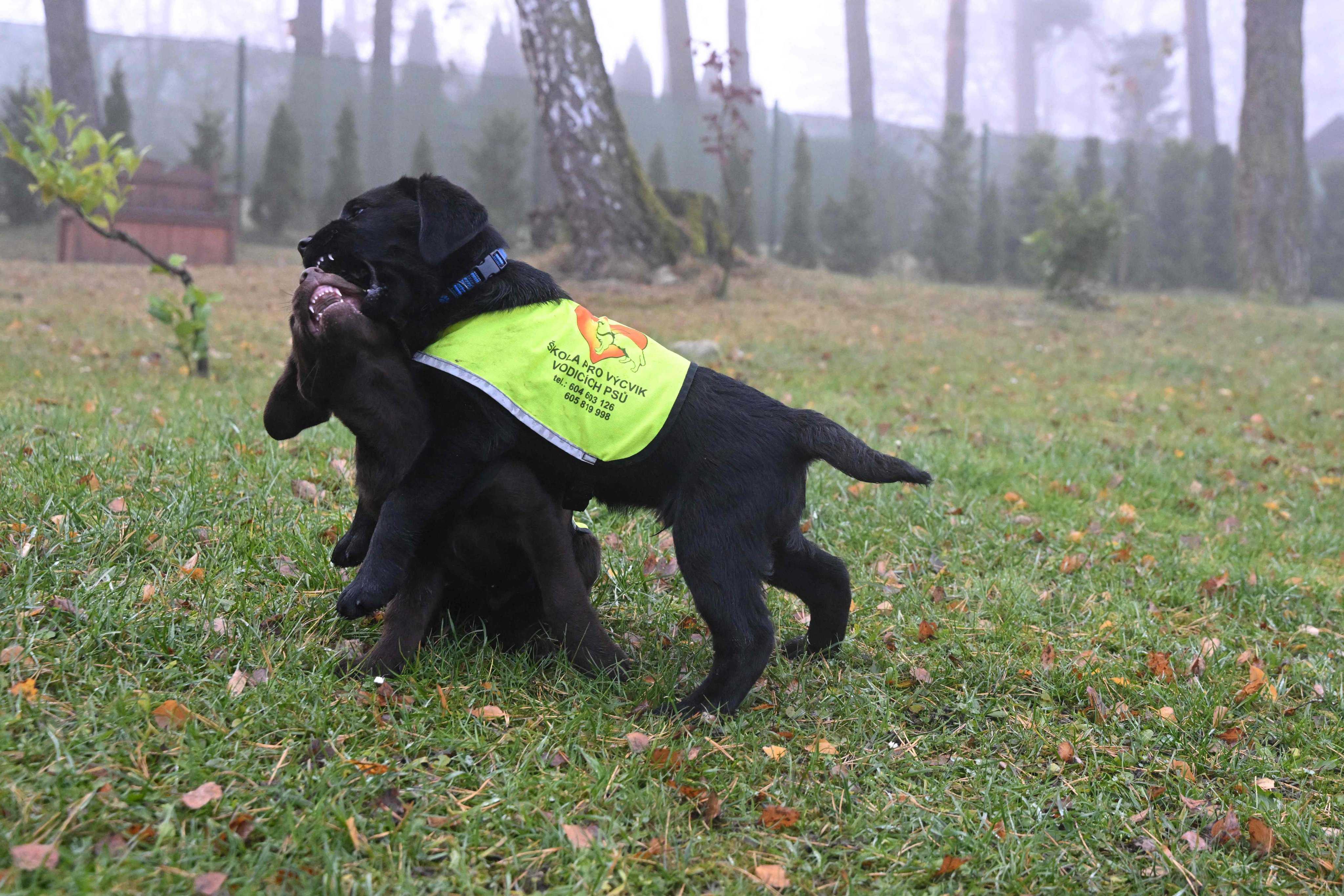 Zirkon and Zeus play. After a year, the prison sends the dogs back to an organisation which hands them over to people with visual impairments. Photo: AFP