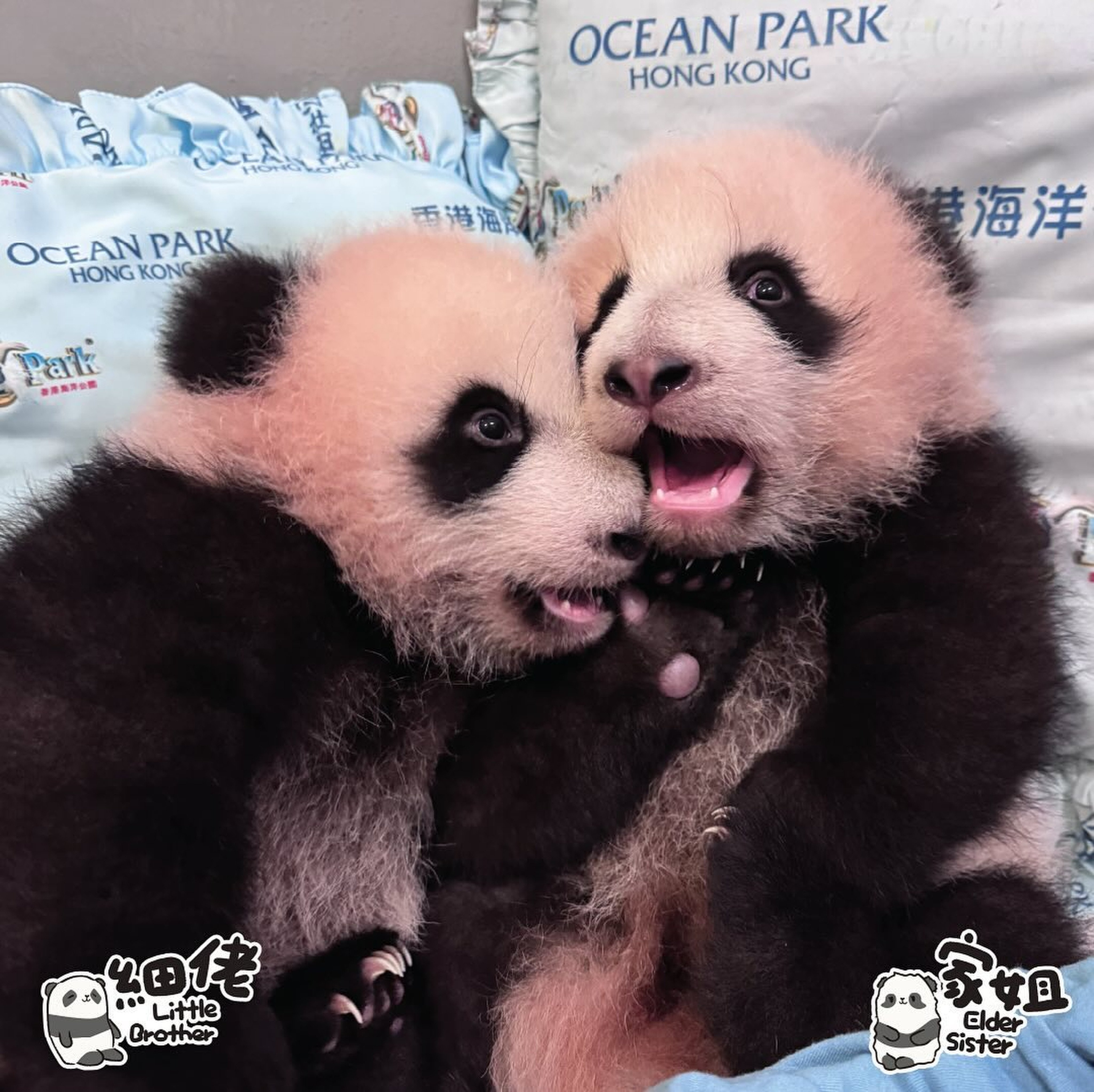 Hong Kong’s panda cubs. Photo: Instagram/pandahk_official