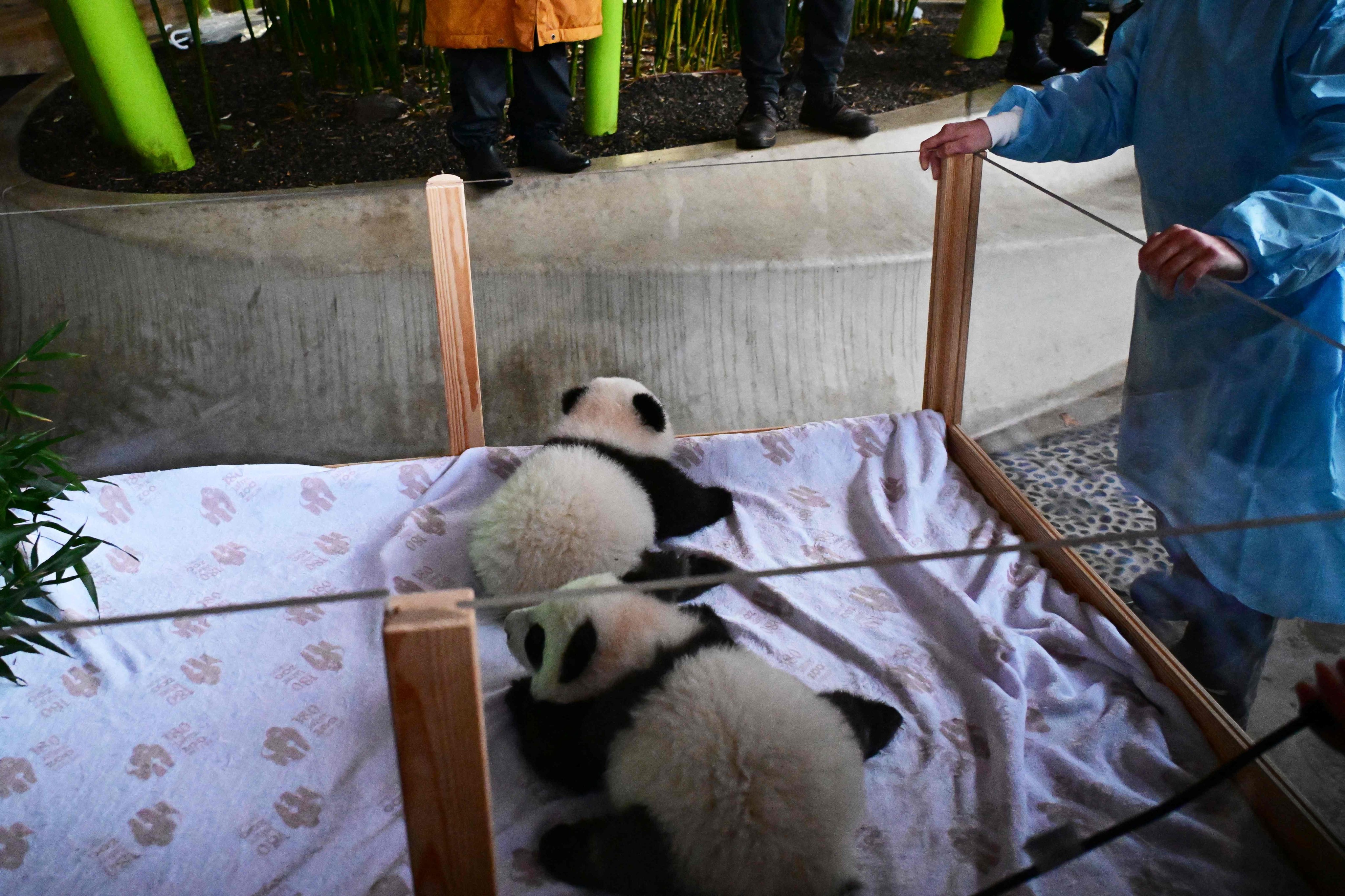 Leni and Lotti are the offspring of mother Meng Meng and father Jiao Qing, who arrived in Berlin in 2017. Photo: AFP