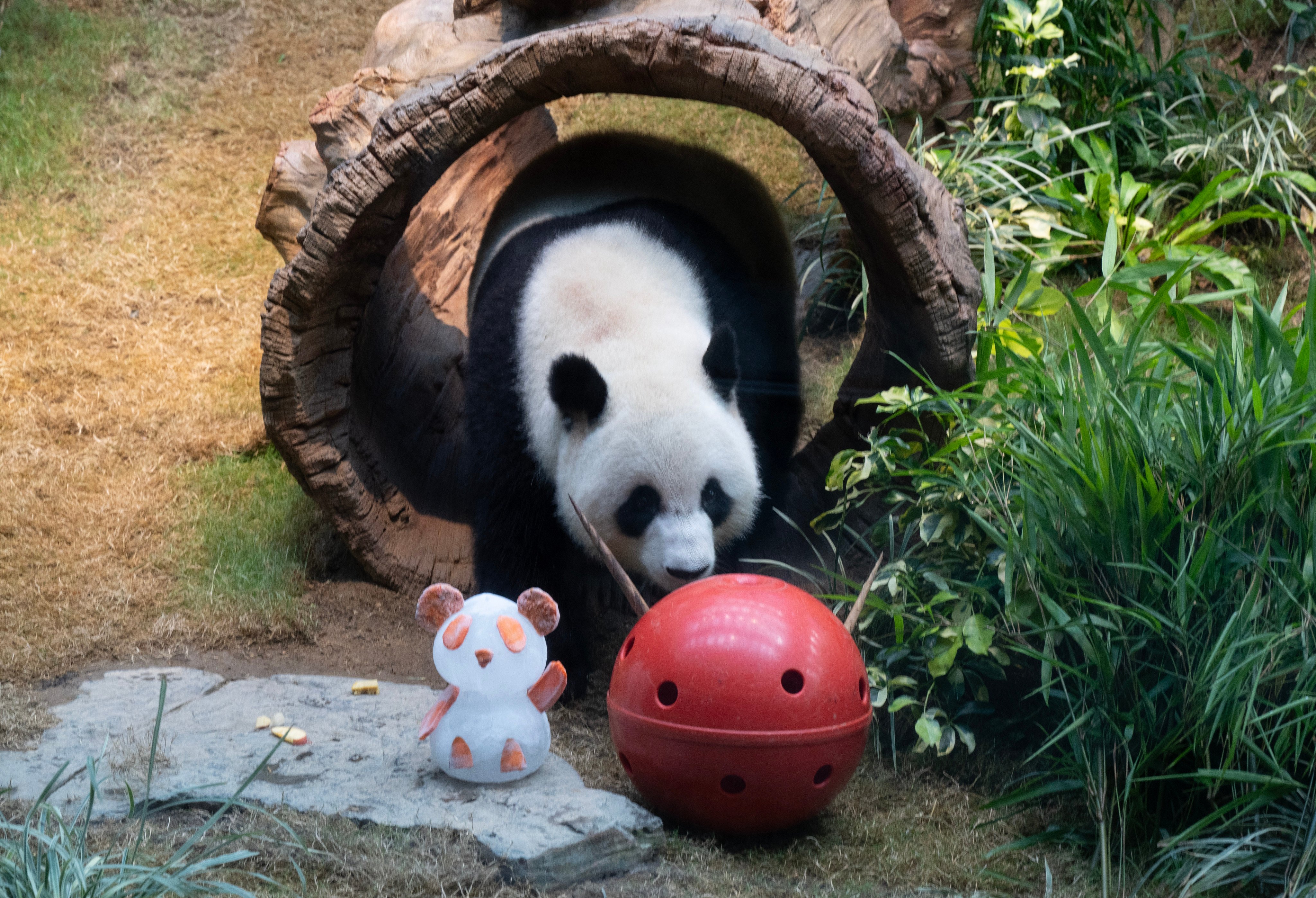 Female panda Ke Ke at home in Ocean Park. Photo: Robert Ng