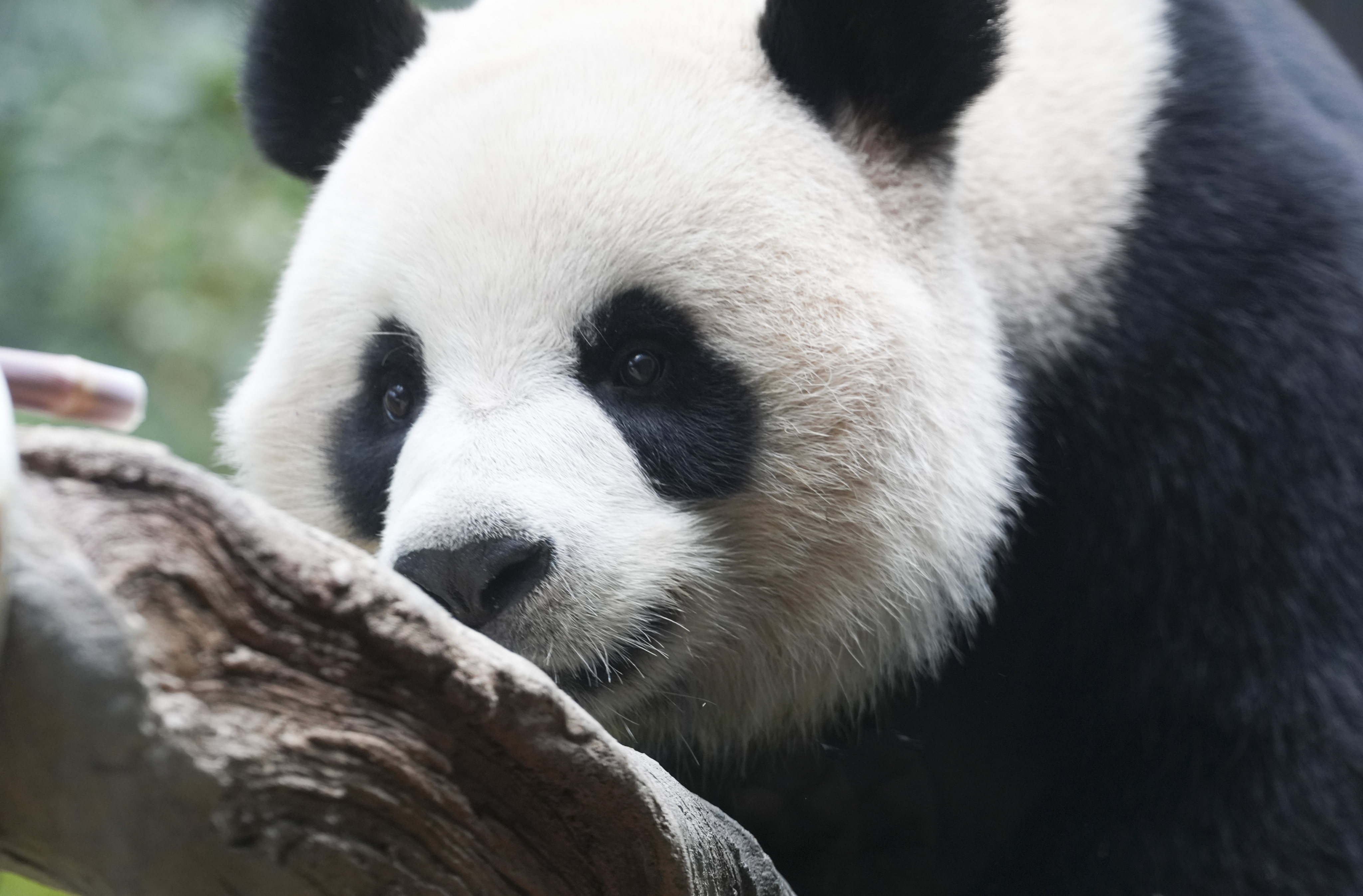 An An is preparing to meet the public on Sunday. Photo: Robert Ng 