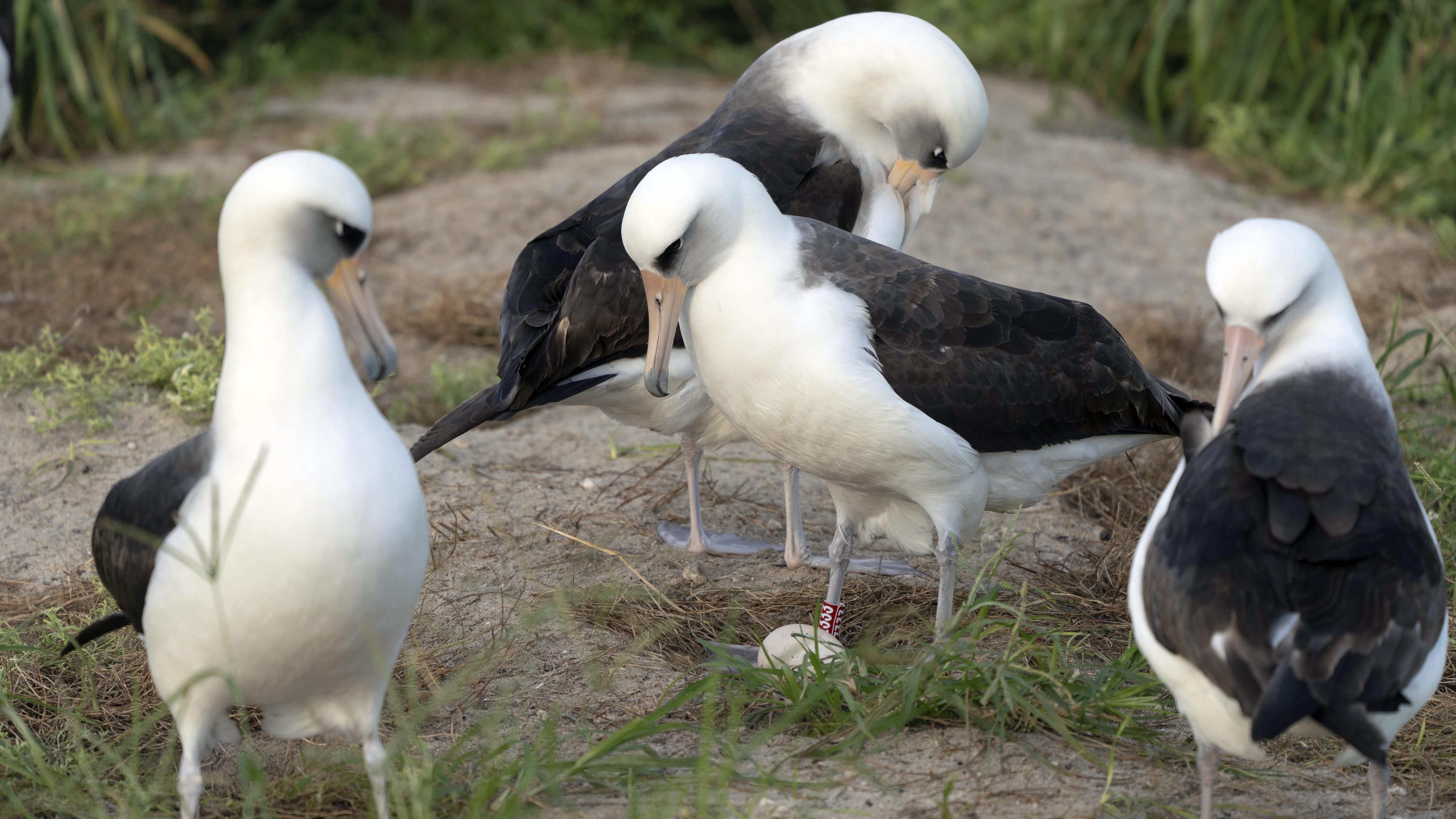 Wisdom (centre) stands over her recently laid egg at a ground nest on Midway Atoll National Wildlife Refuge in November. Photo: USFWS via AP