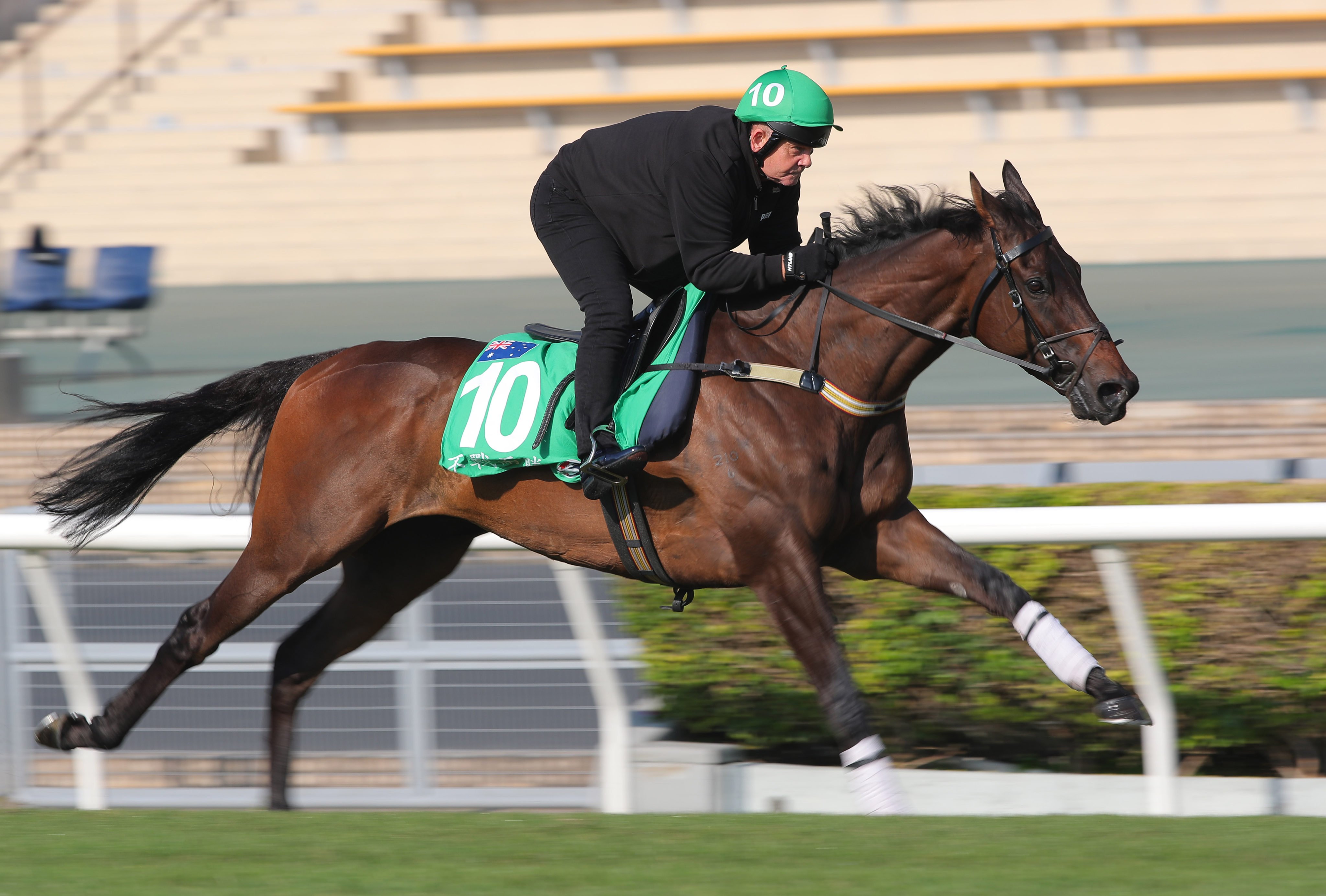 Without A Fight works on the Sha Tin turf. Photos: Kenneth Chan