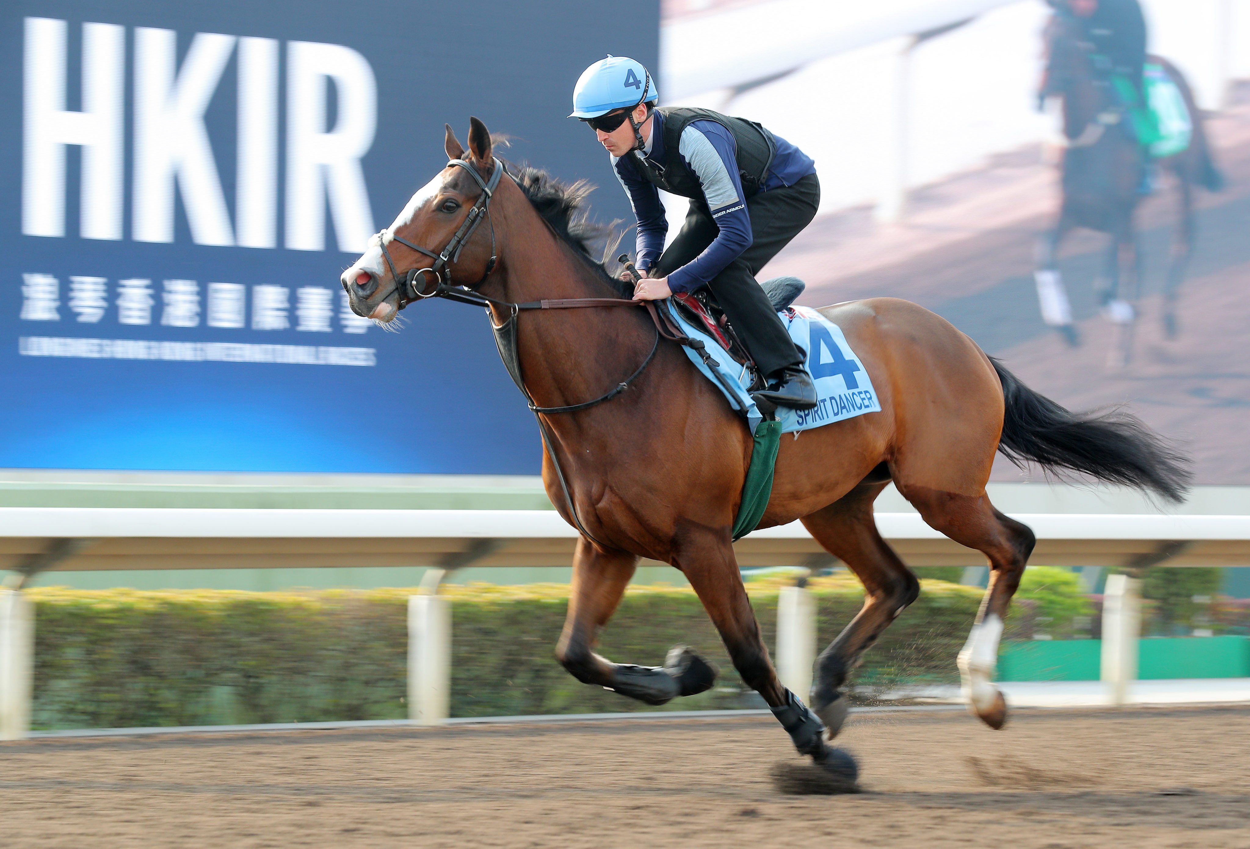 The Hong Kong Cup runner Spirit Dancer takes a gallop on the all weather track at Sha Tin. Photo: Kenneth Chan.