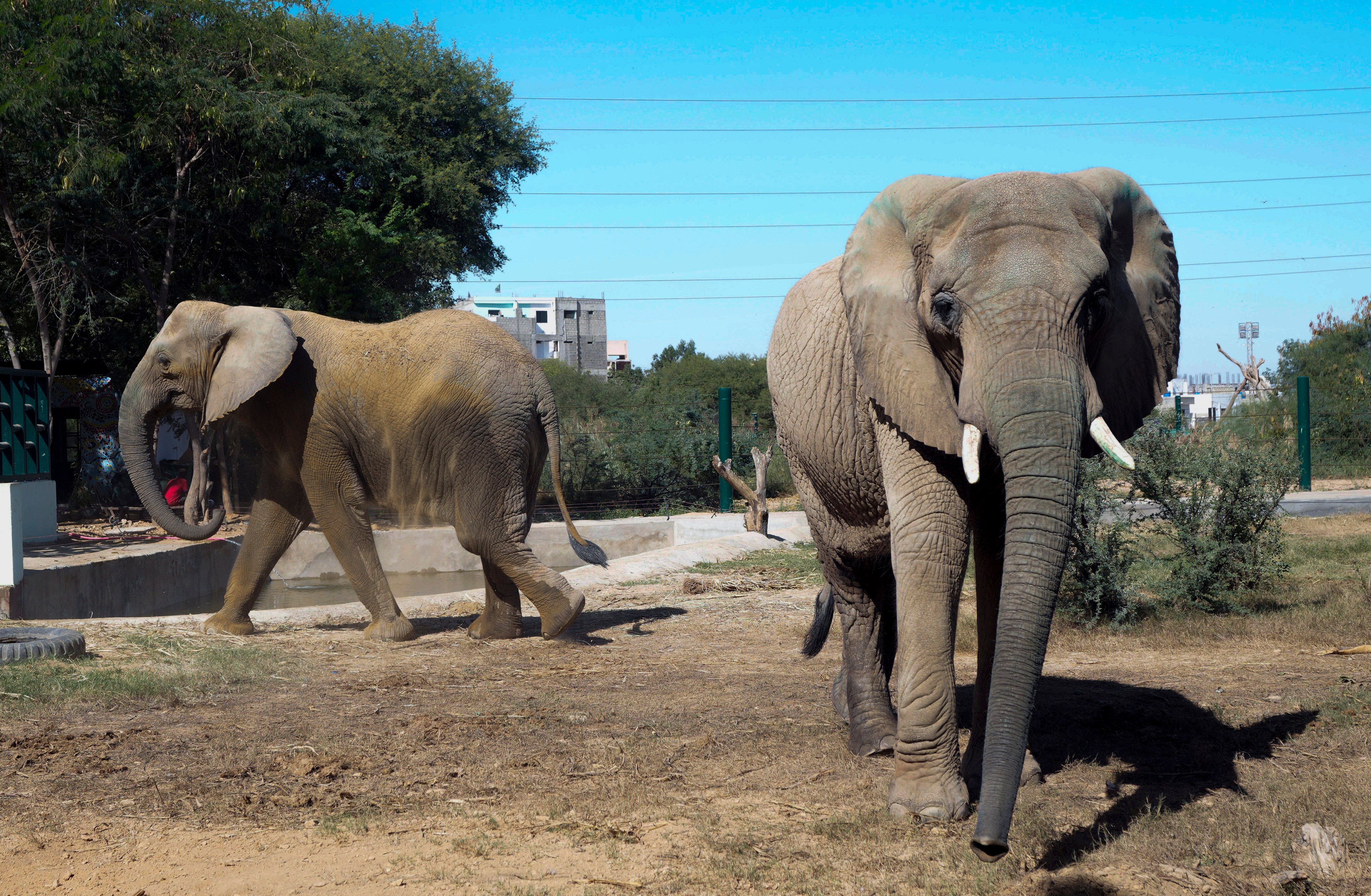 Elephants are seen at the safari park in Karachi, Pakistan, on Sunday. Photo: AP