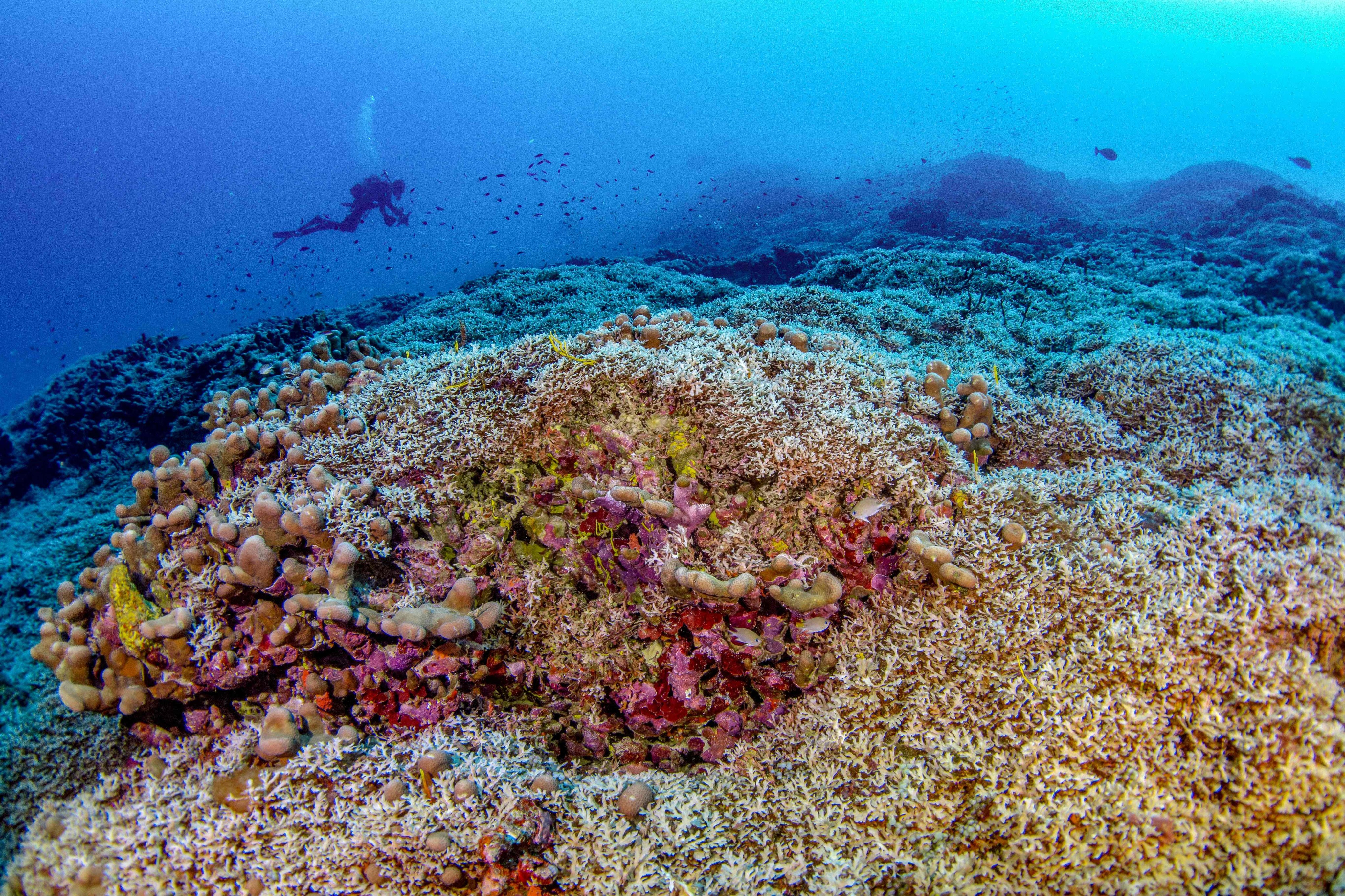 Scientists have discovered the world’s largest coral near the Solomon Islands, a ‘mega coral’ three times bigger than the previous record. Photo: AFP