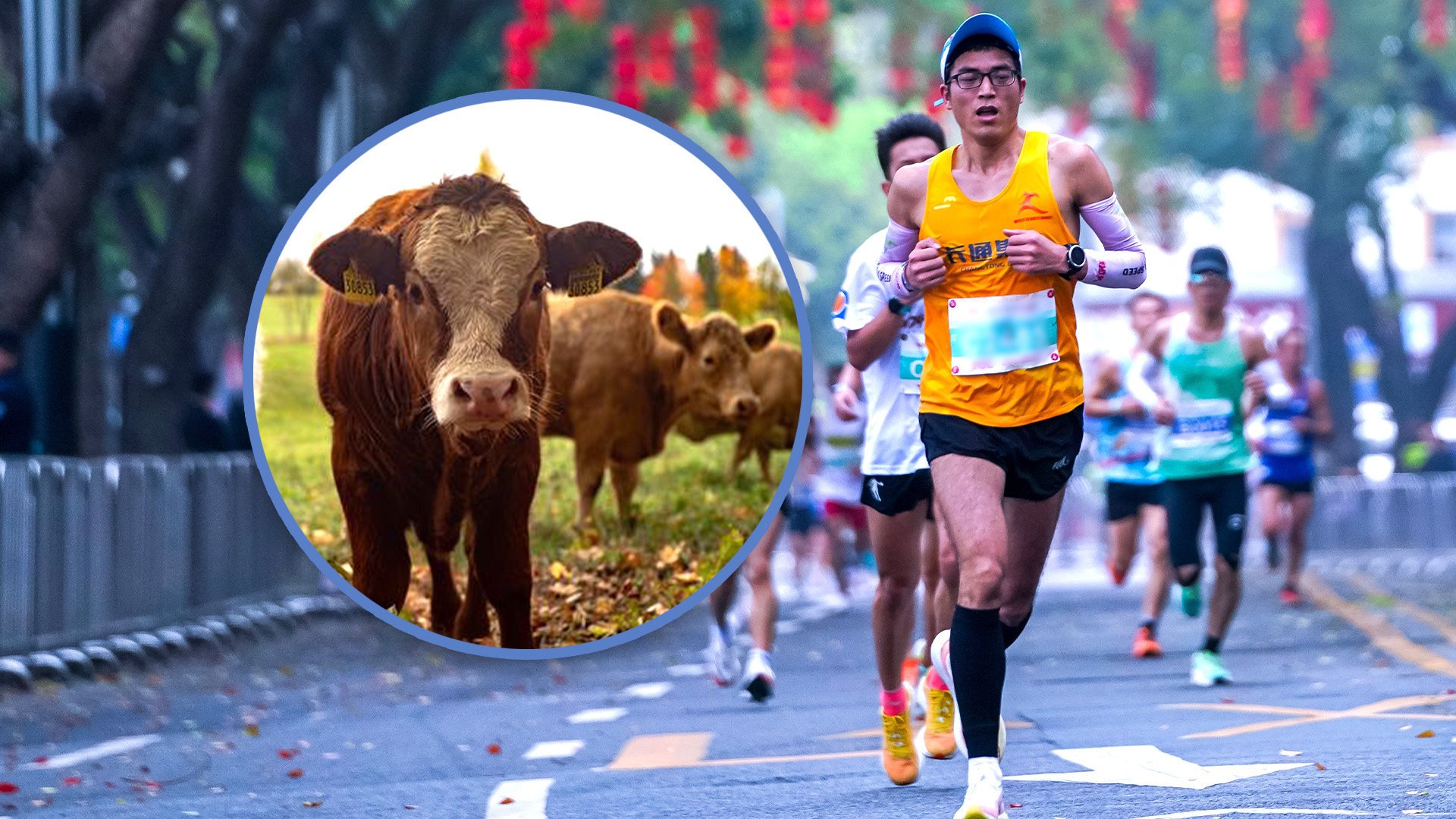 The Chinese public is increasingly adopting healthier lifestyles, with a rising interest in marathons and the recent distinctive cow prize boosting registration. Photo: SCMP composite/Shutterstock/Pixaby