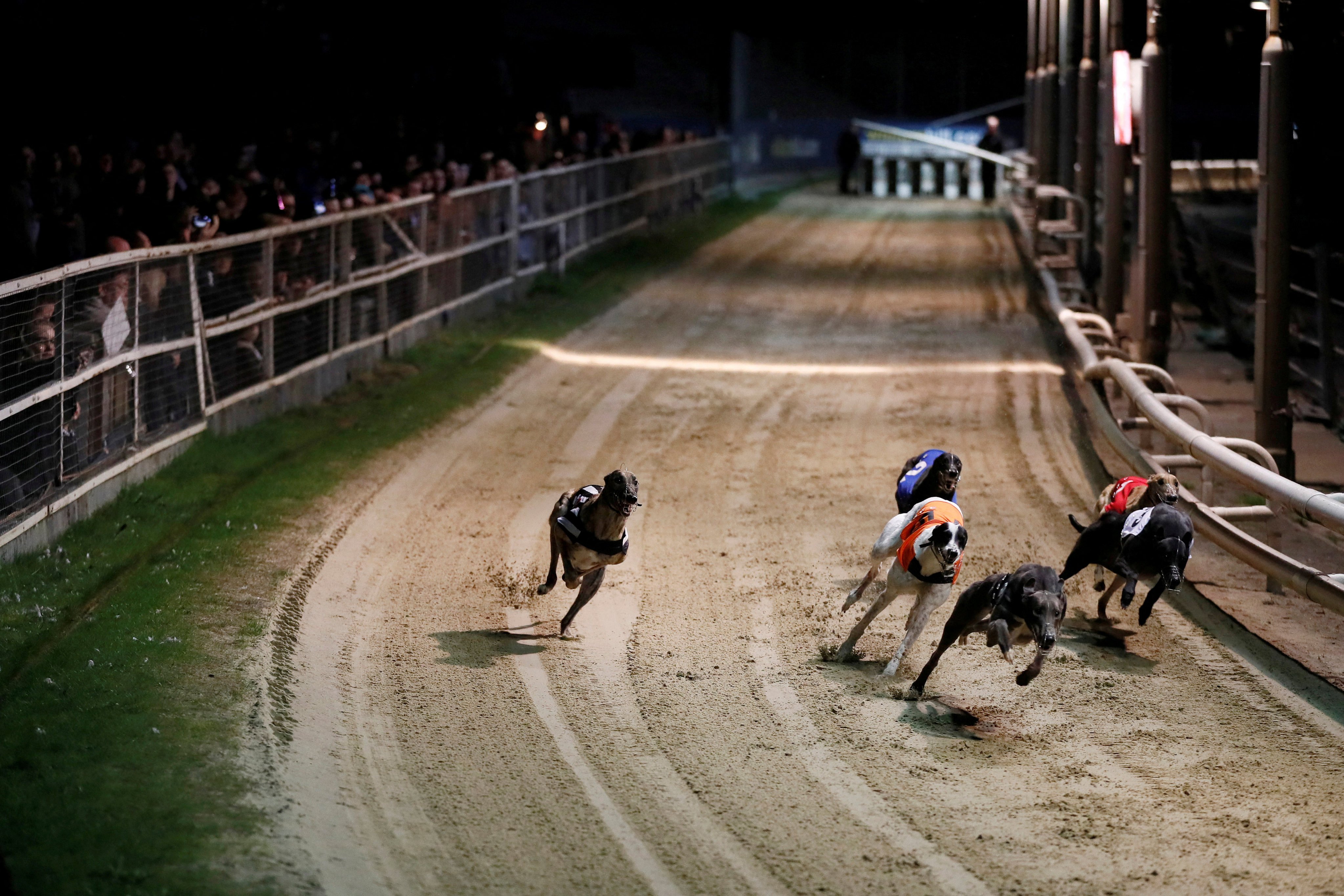 Greyhounds compete during a race in London. Photo: Reuters