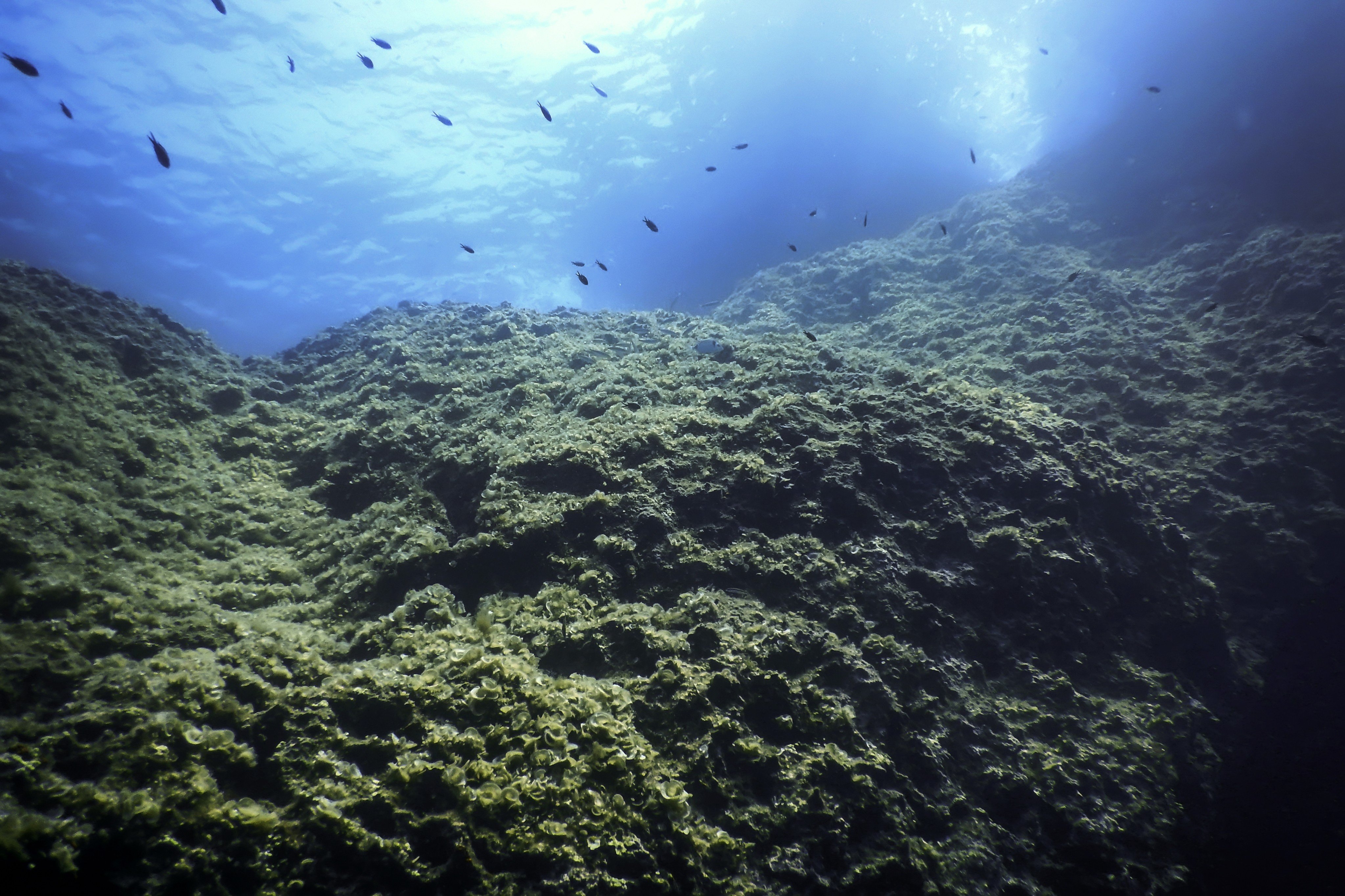 The ocean floor harbours a wealth of minerals that many countries are keen to exploit. Photo: Shutterstock Images