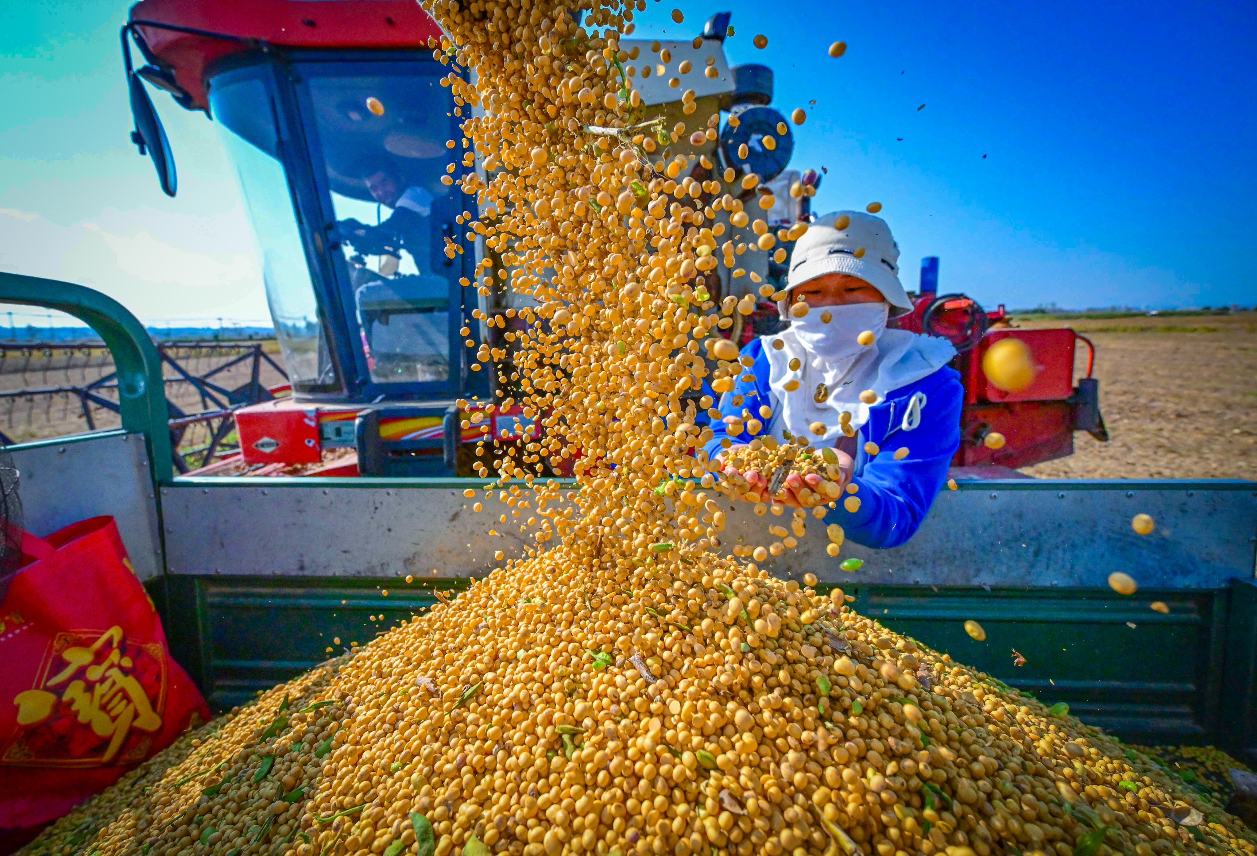 A farmer checks newly-harvested soybeans in Xiagu village in Luoyang city in central China’s Henan province. Photo: Xinhua