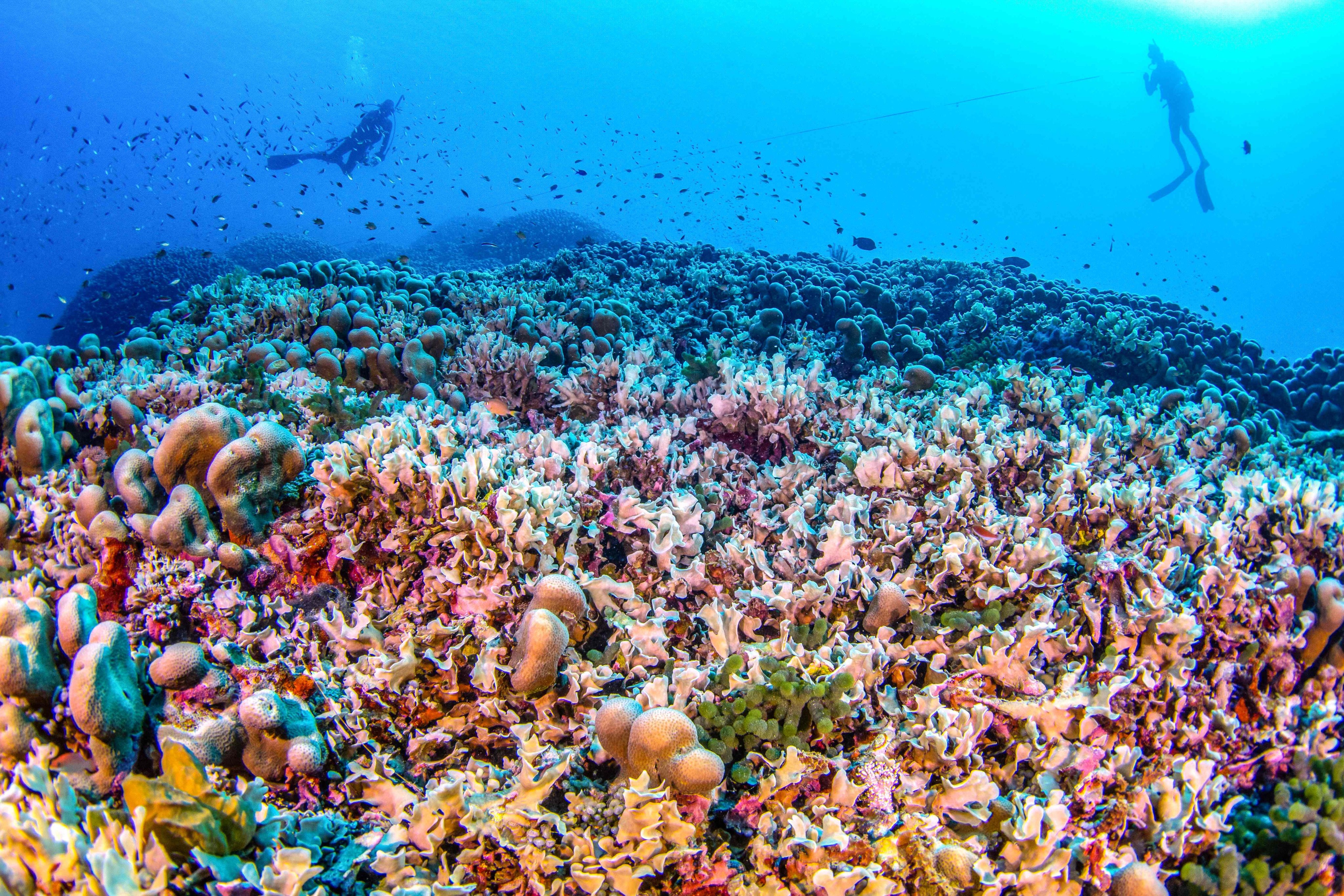 Divers swim over the world’s largest coral, located near the Pacific’s Solomon Islands. Photo: AFP/ National Geographic Pristine Seas 