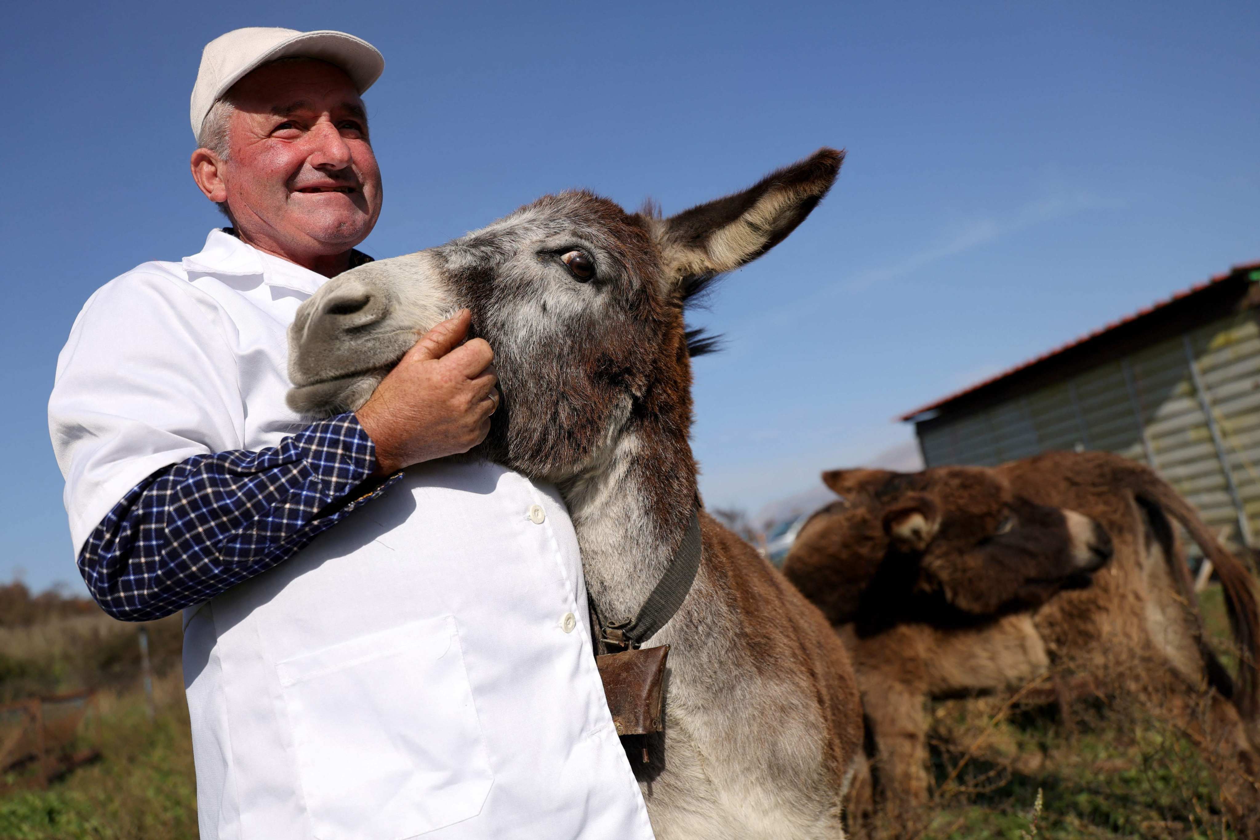 Veiz Basha pets a donkey at his farm in Albania’s Gjirokaster region. Donkey milk, cheese, and face cream made with donkey milk is much in demand, and donkey farms are expanding. Photo: AFP