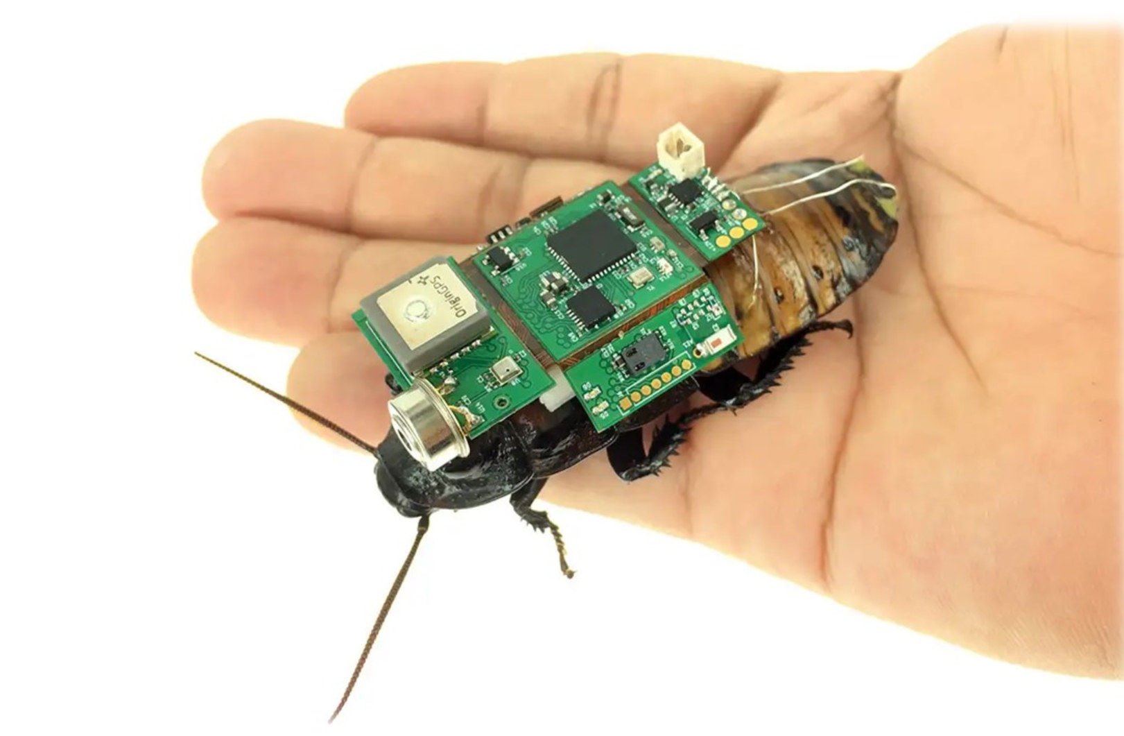 Roach patrols. Insect-computer hybrid robots can now be mass produced, according to scientists in Singapore. Photo: Hirotaka Sato group