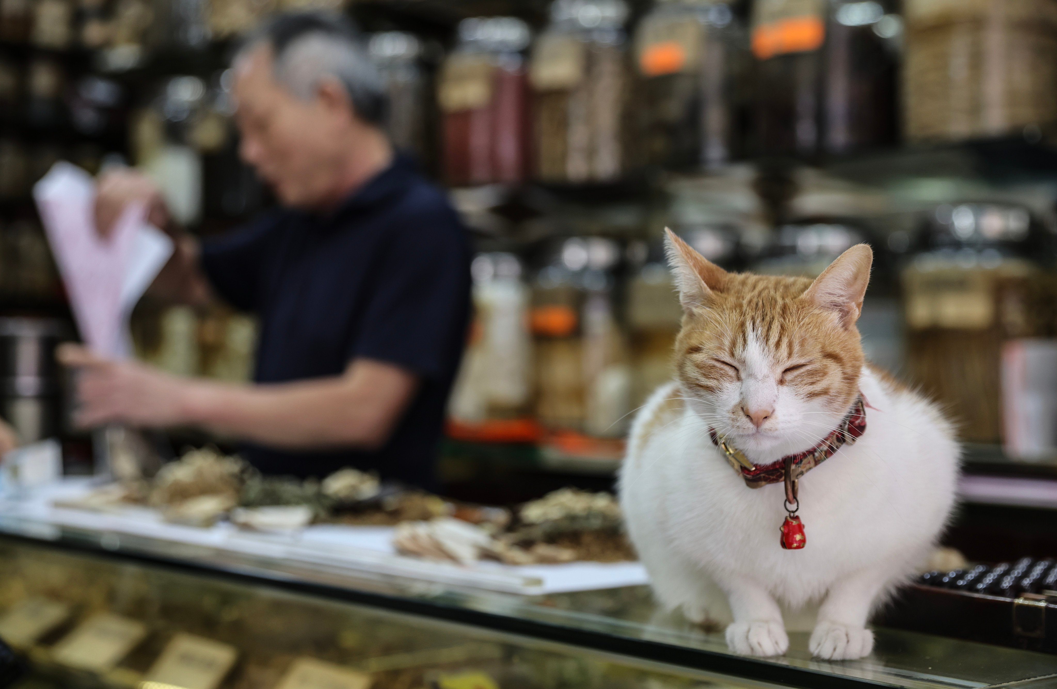 Chinese herbal medicine is dispensed at a pharmacy in Sham Shui Po, Hong Kong. Photo: Yik Yeung-man