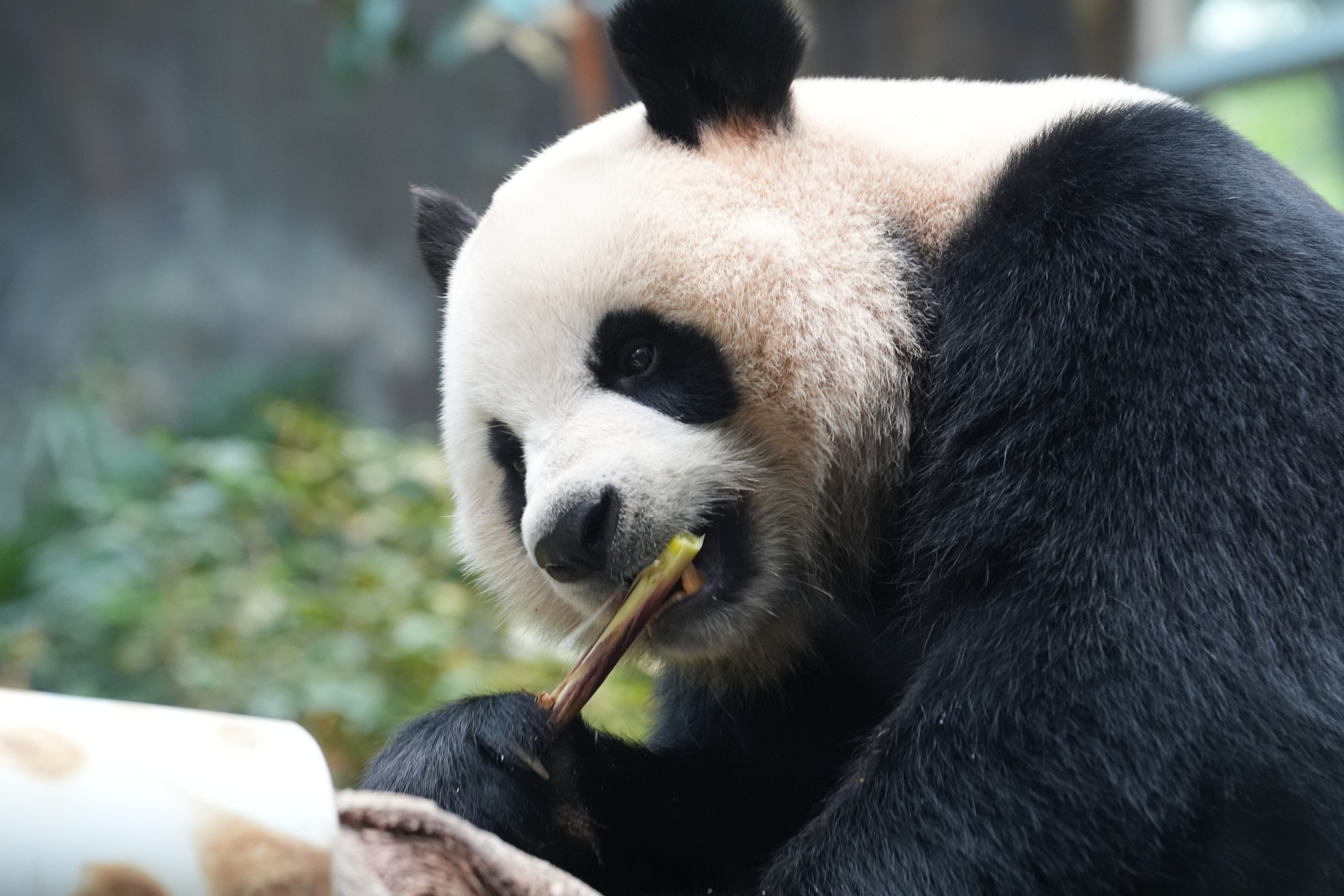 An An, one of  two giant pandas gifted to Hong Kong in 2024. Photo: Robert Ng