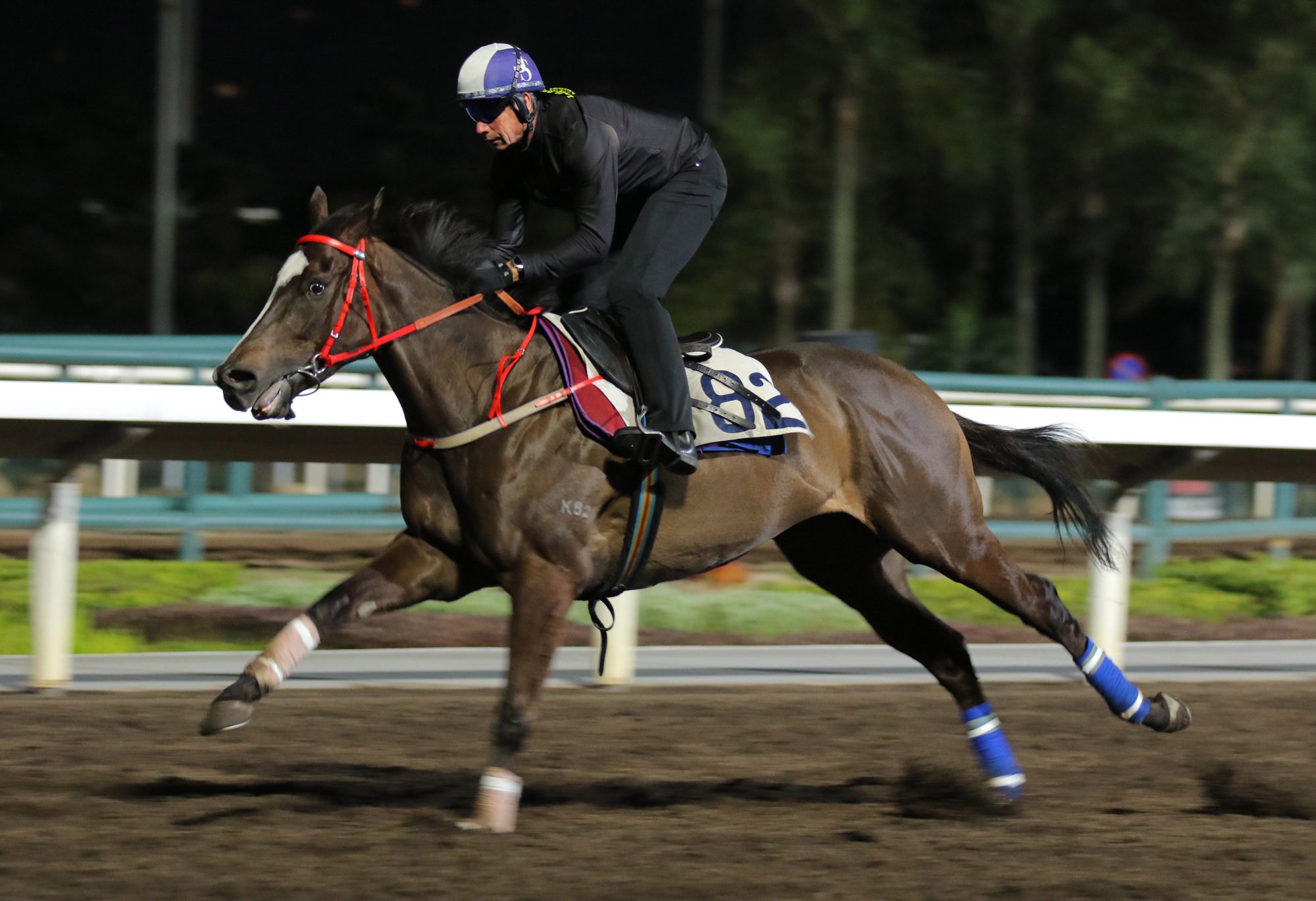 Mickley gallops on the all-weather track on Thursday.