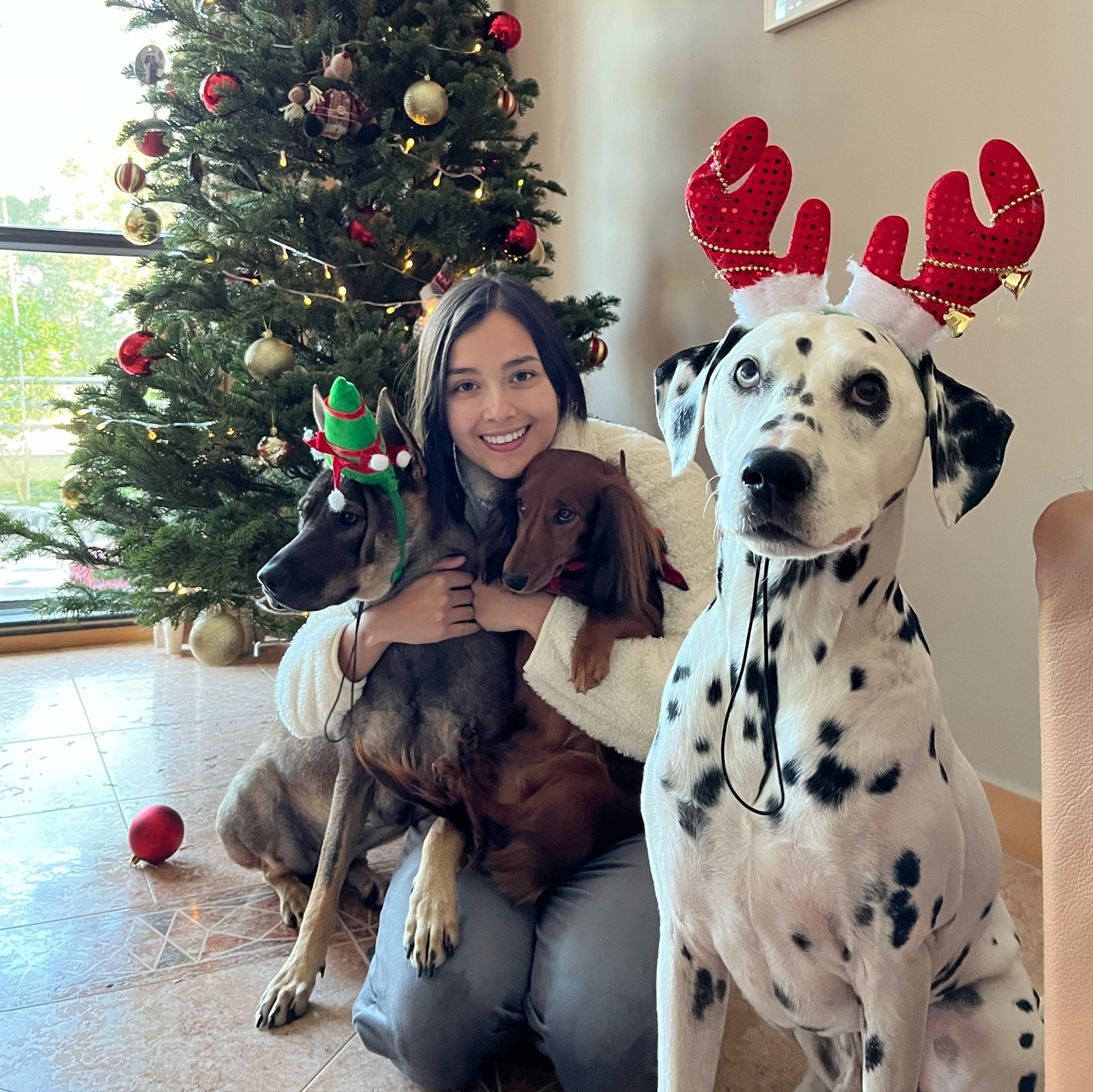 Lisa-Marie Tse with her dogs (from left) Peachy, Summer and Leo. Photo: Instagram/lisamarie_tse