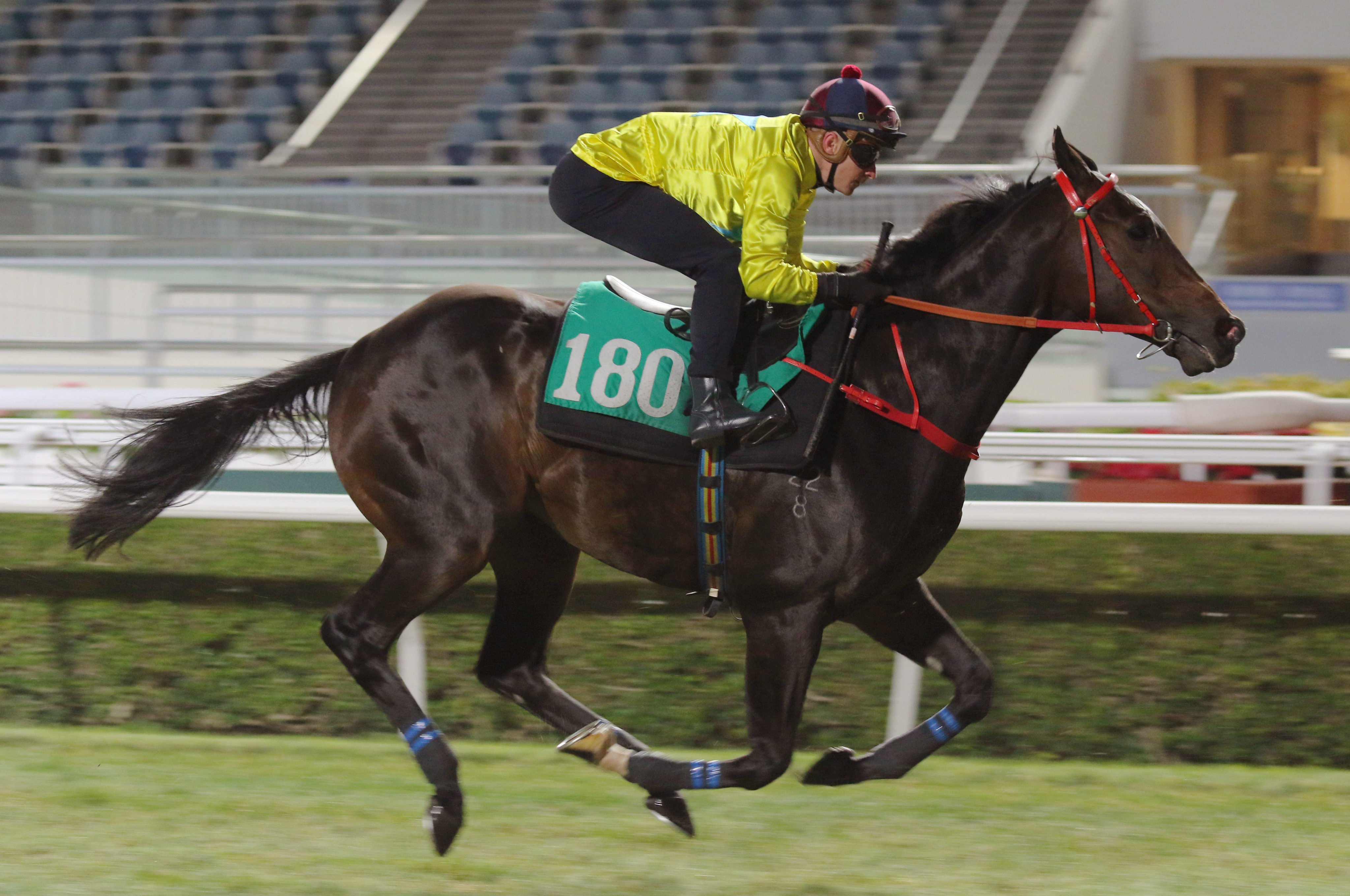 Lucky Sweynesse trials under James McDonald on the Sha Tin turf on Tuesday morning. Photo: Kenneth Chan