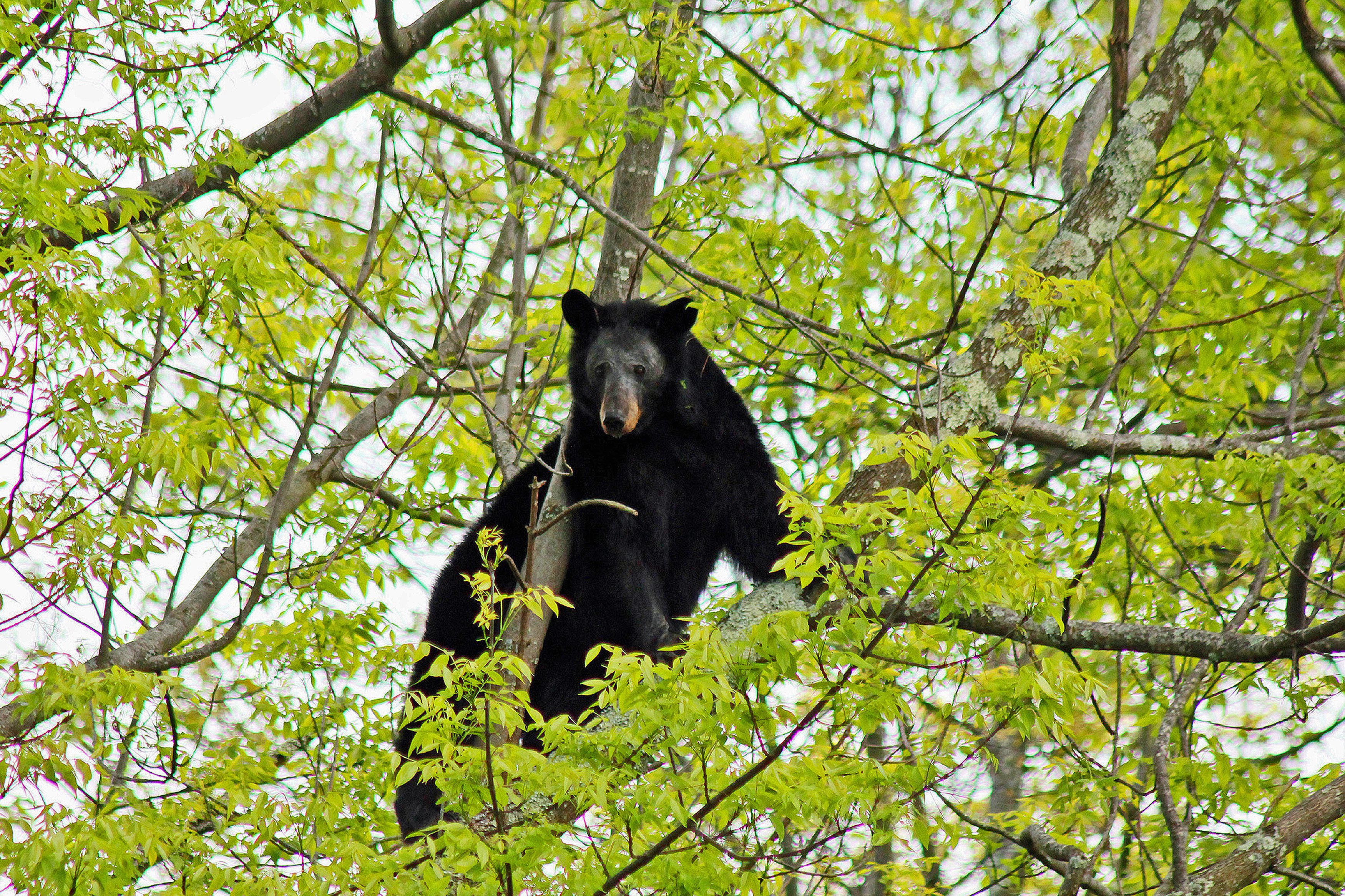 A black bear in tree. File photo: Shutterstock