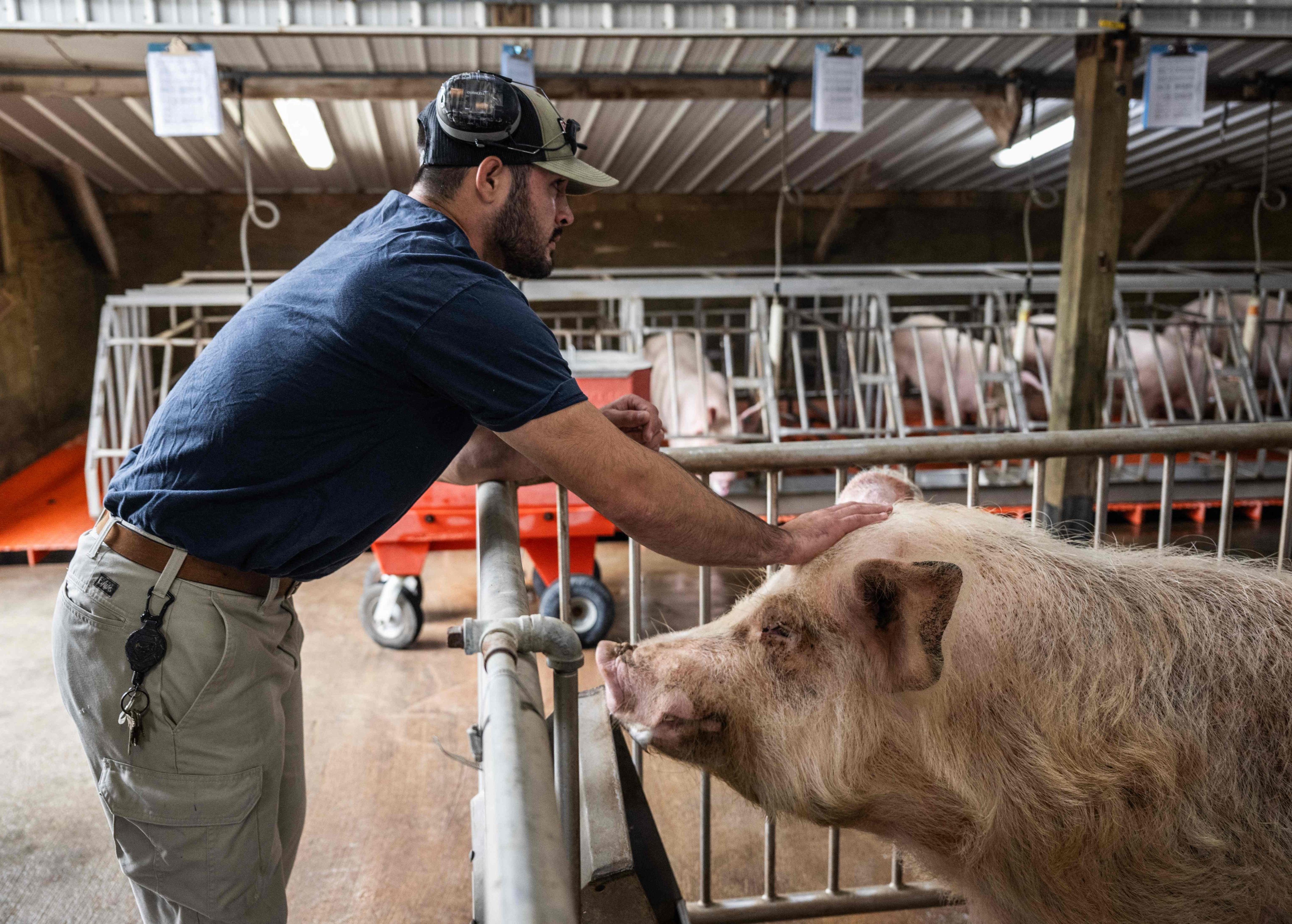 A technician pets a genetically altered pig at Revivicor Research farm in Blacksburg, in the US state of Virginia where researchers breed the animals to transplant their organs into human patients. Photo: AFP