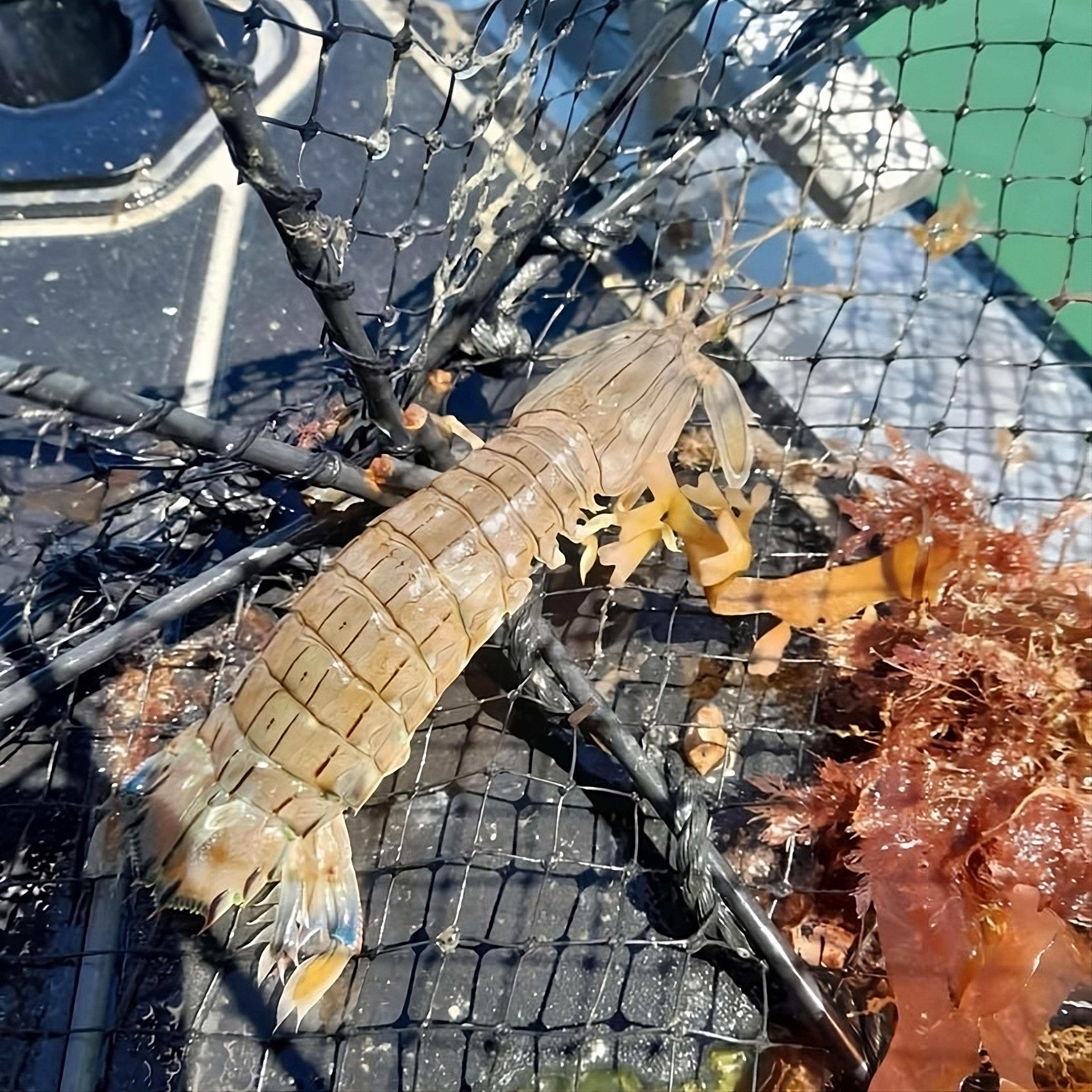 Aggressive Japanese shrimp that packs a punch shocks New Zealand