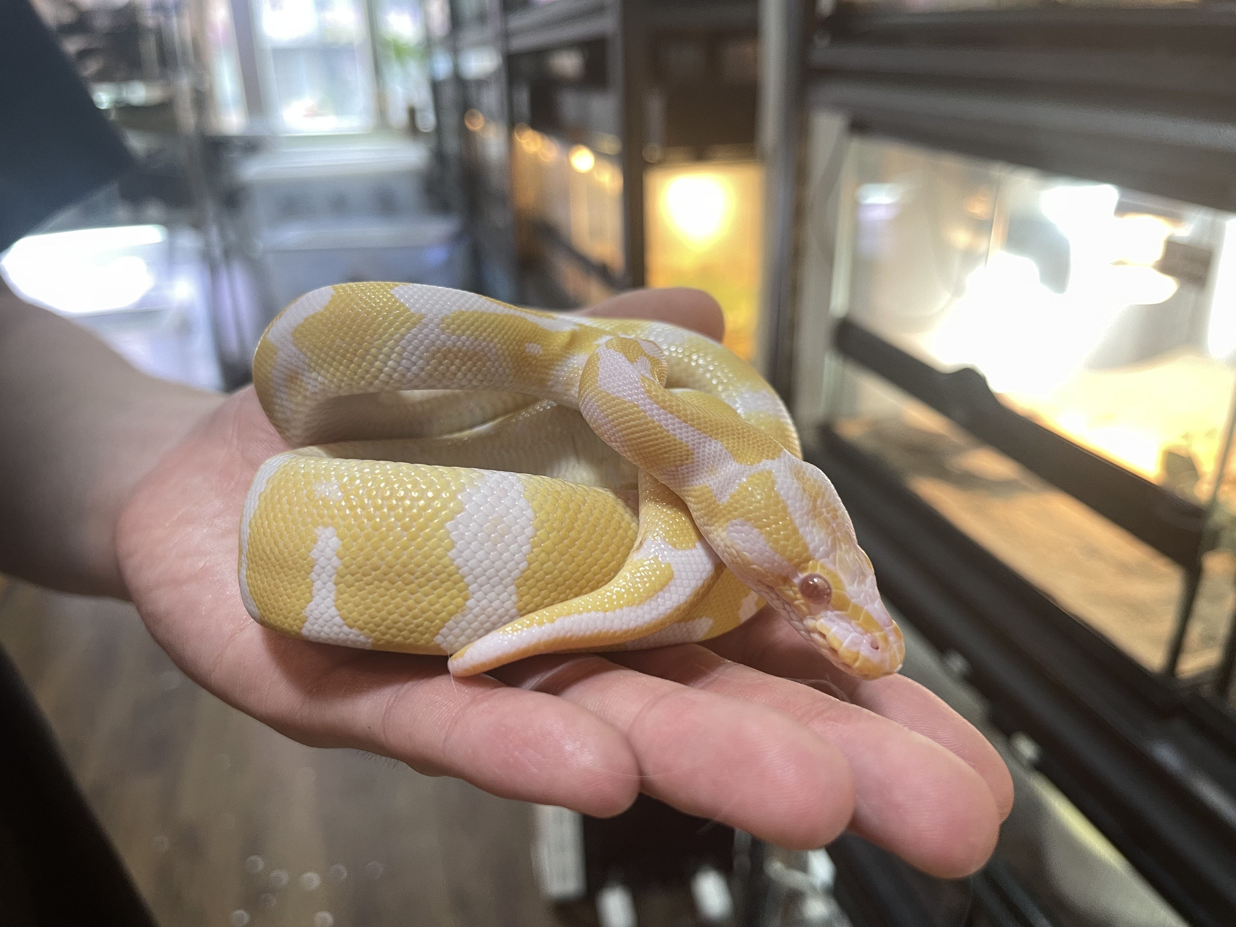 A ball python at Slave World pet shop in Hong Kong. Photo: Austin Zhang 