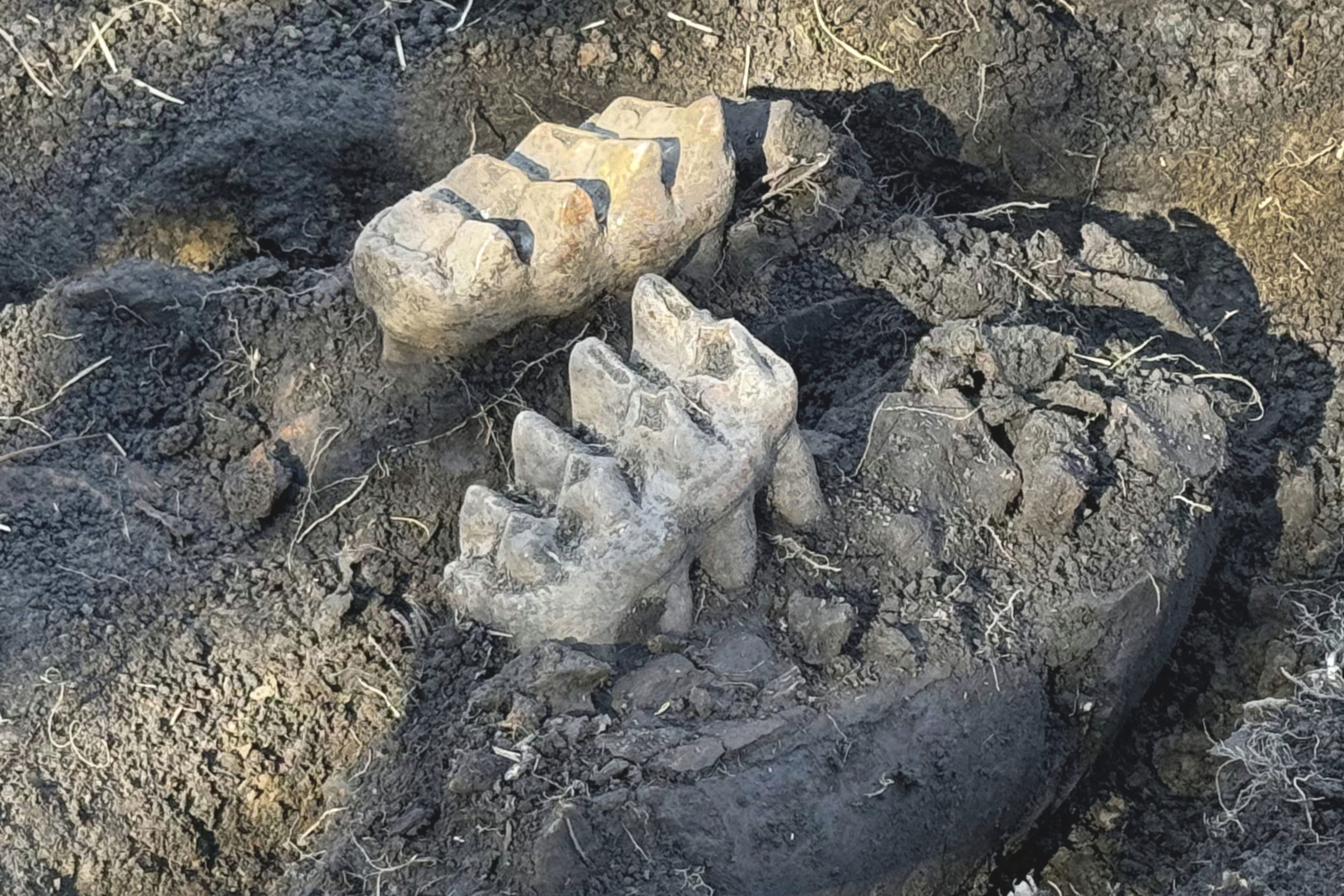 The well-preserved mastodon jaw. Photo: New York State Museum via AP