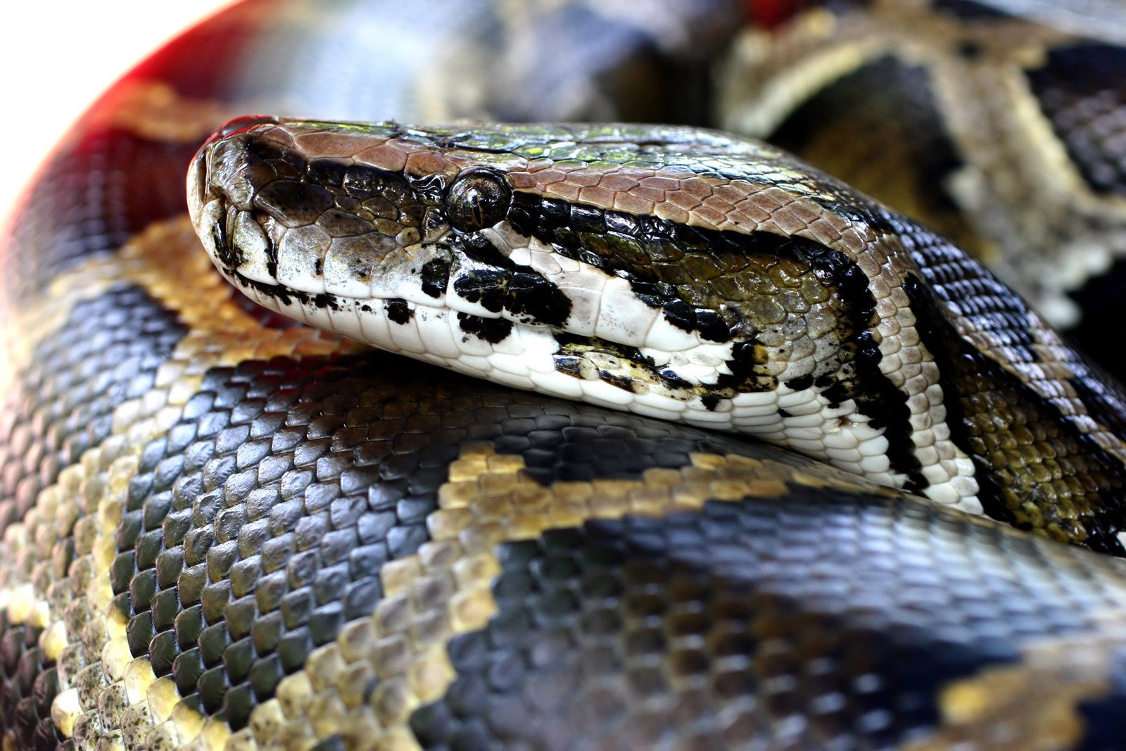 The mechanisms pythons use to regrow their intestines may provide insight on treatments for human gastrointestinal diseases, a new study shows. Photo: Dreamstime/TNS