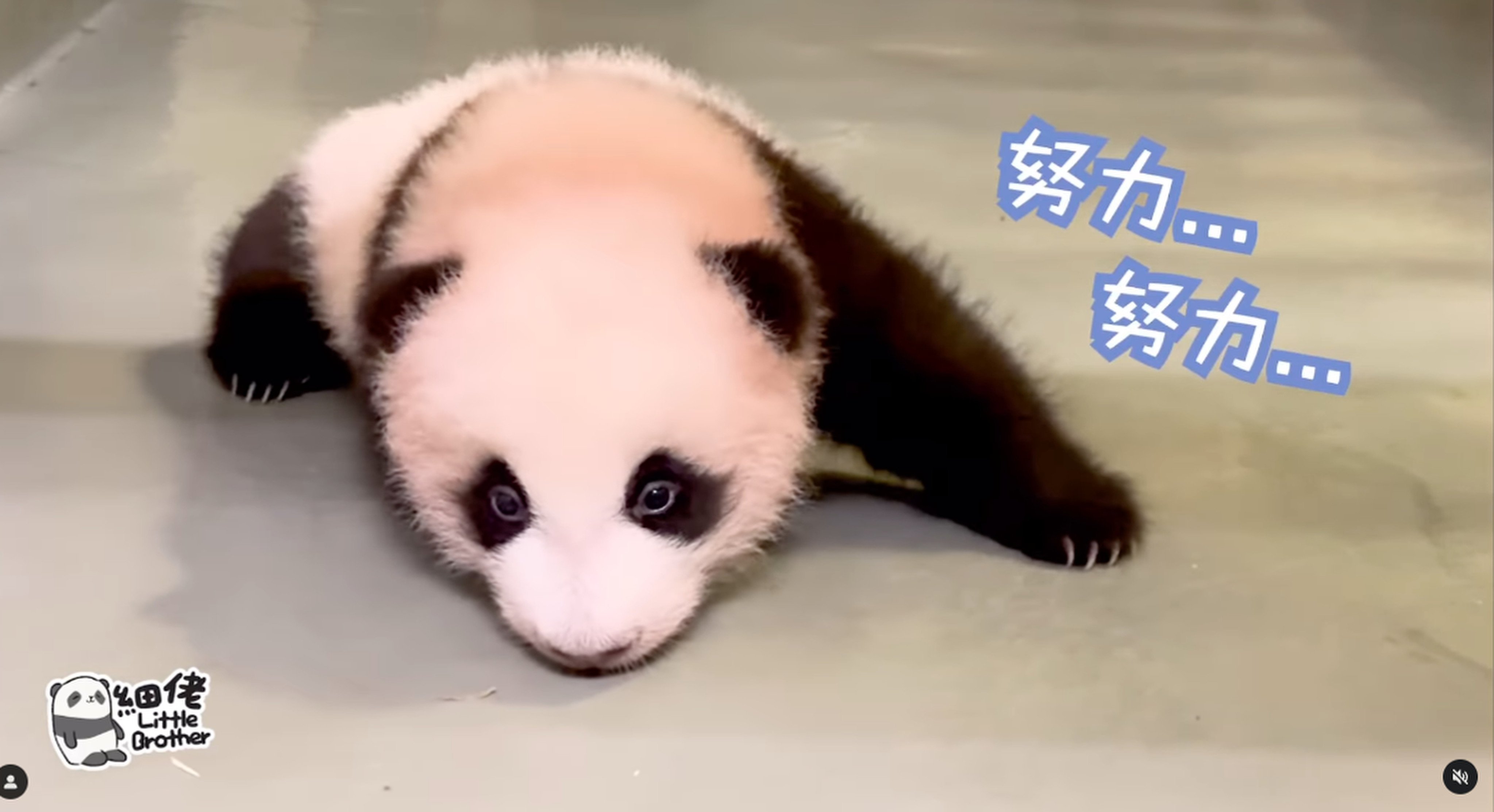 ‘Younger Brother’ has started crawling around his den. Photo: Instagram/ pandahk_official