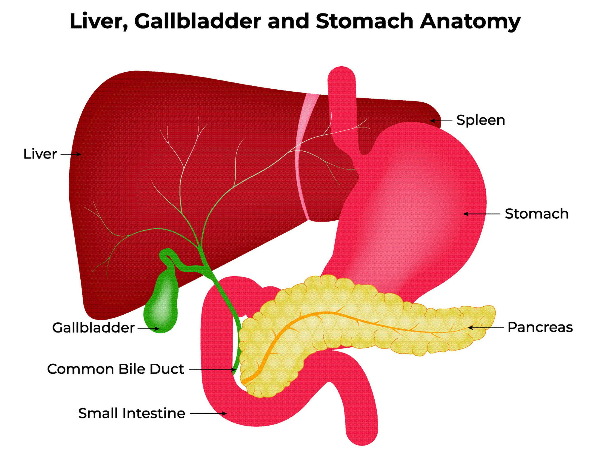 LCA is a naturally occurring bile produced in the liver and stored in the gallbladder to aid in digestion. Image: Shutterstock