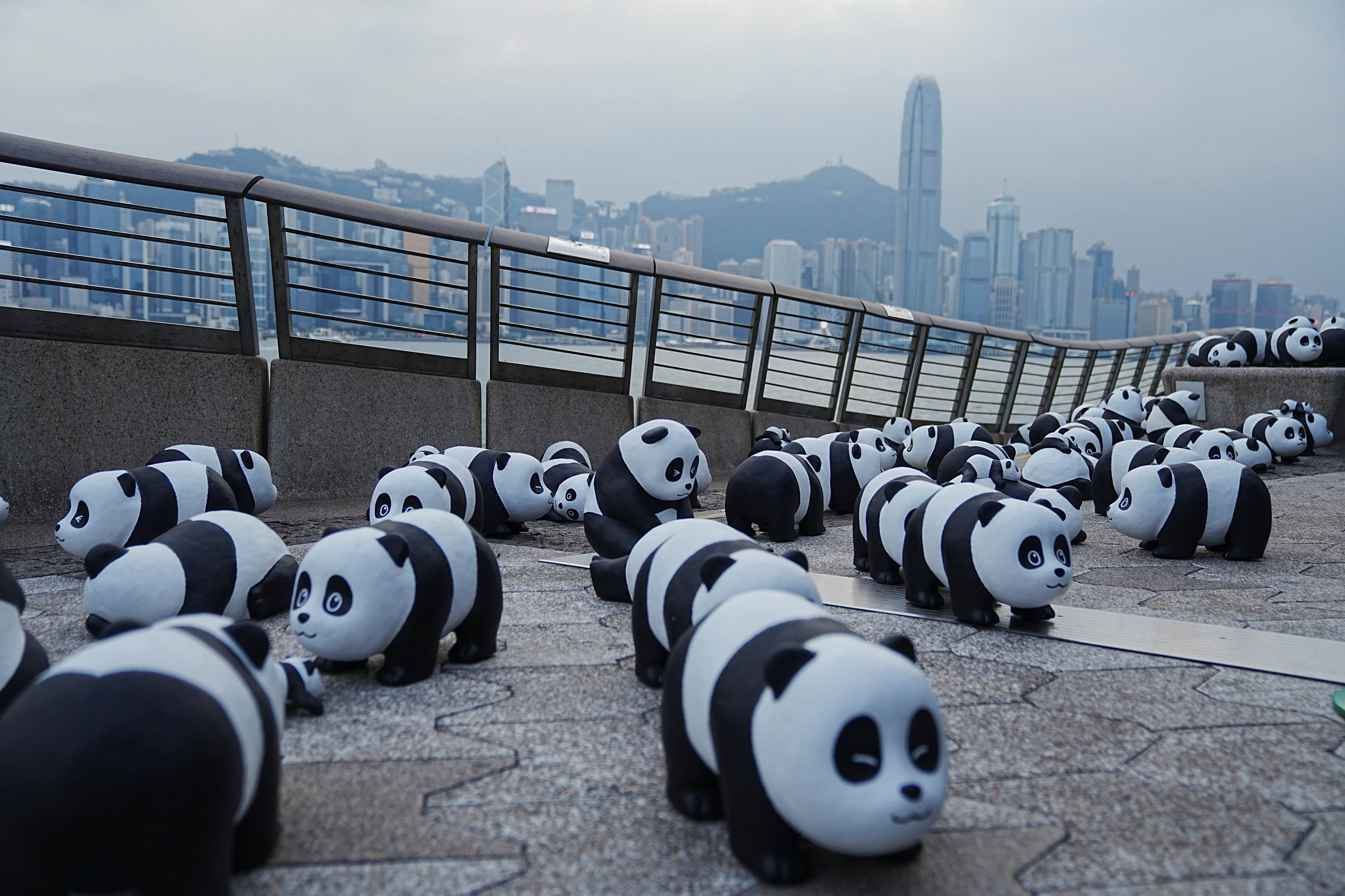 Thousands of giant panda sculptures were on display in Hong Kong as part of the PANDA GO! FEST HK. Photo: Reuters