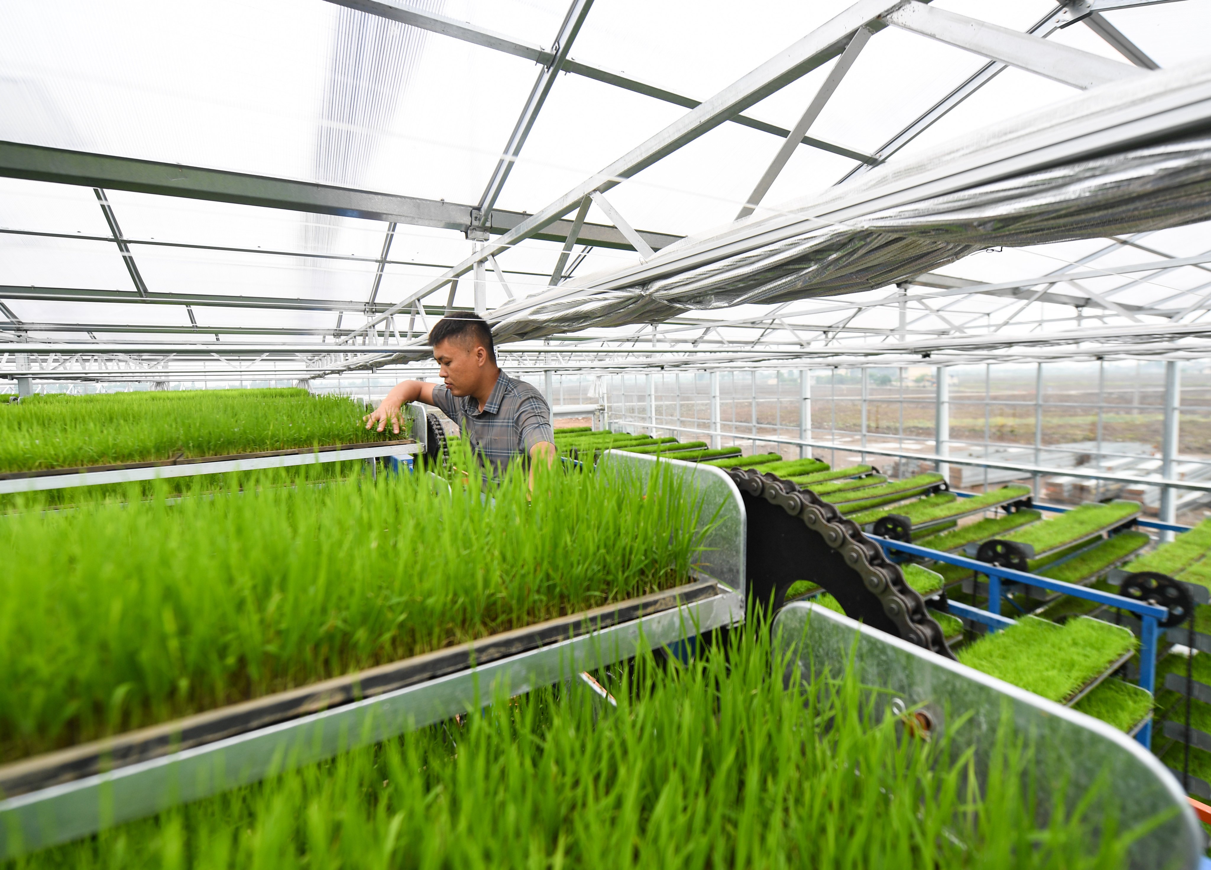 A farmer checks on his seedlings at an intelligent rice-farming facility in China’s Sichuan province. Photo: Xinhua