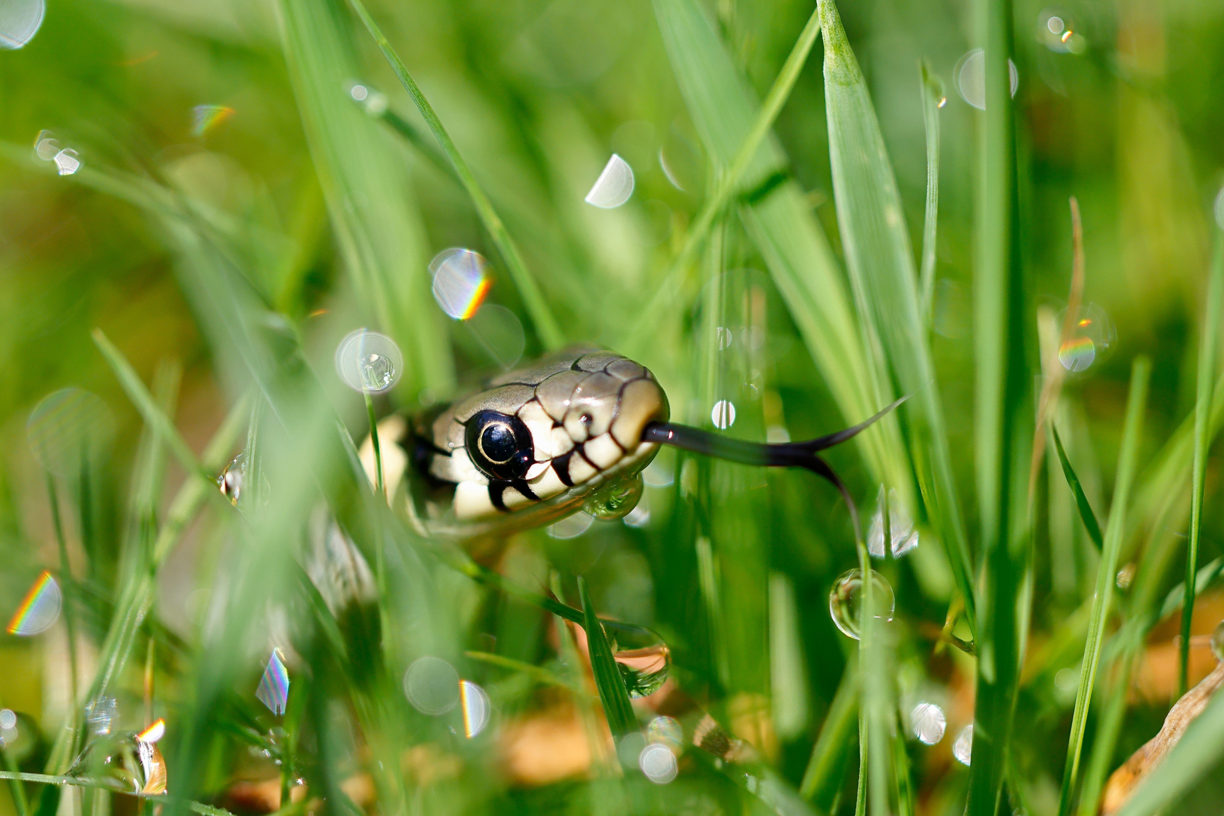 Why would legs drawn on a snake mean something is ruined? What does a bow’s shadow have to do with reptiles? Seven snake idioms and their meanings. Photo: Shutterstock