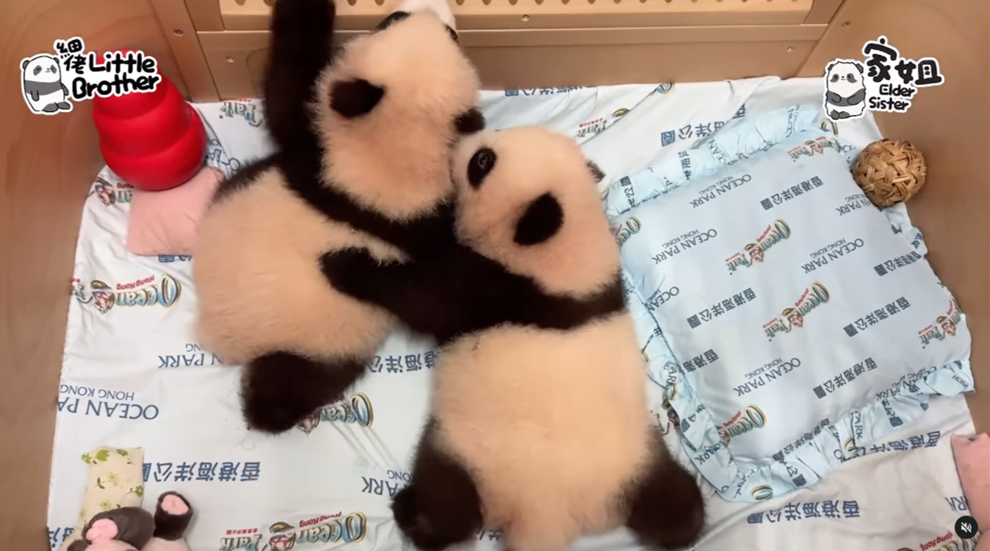 ‘Elder Sister’ and ‘Younger Brother’ have been bonding by playing with one another. Photo: Instagram/ pandahk_official