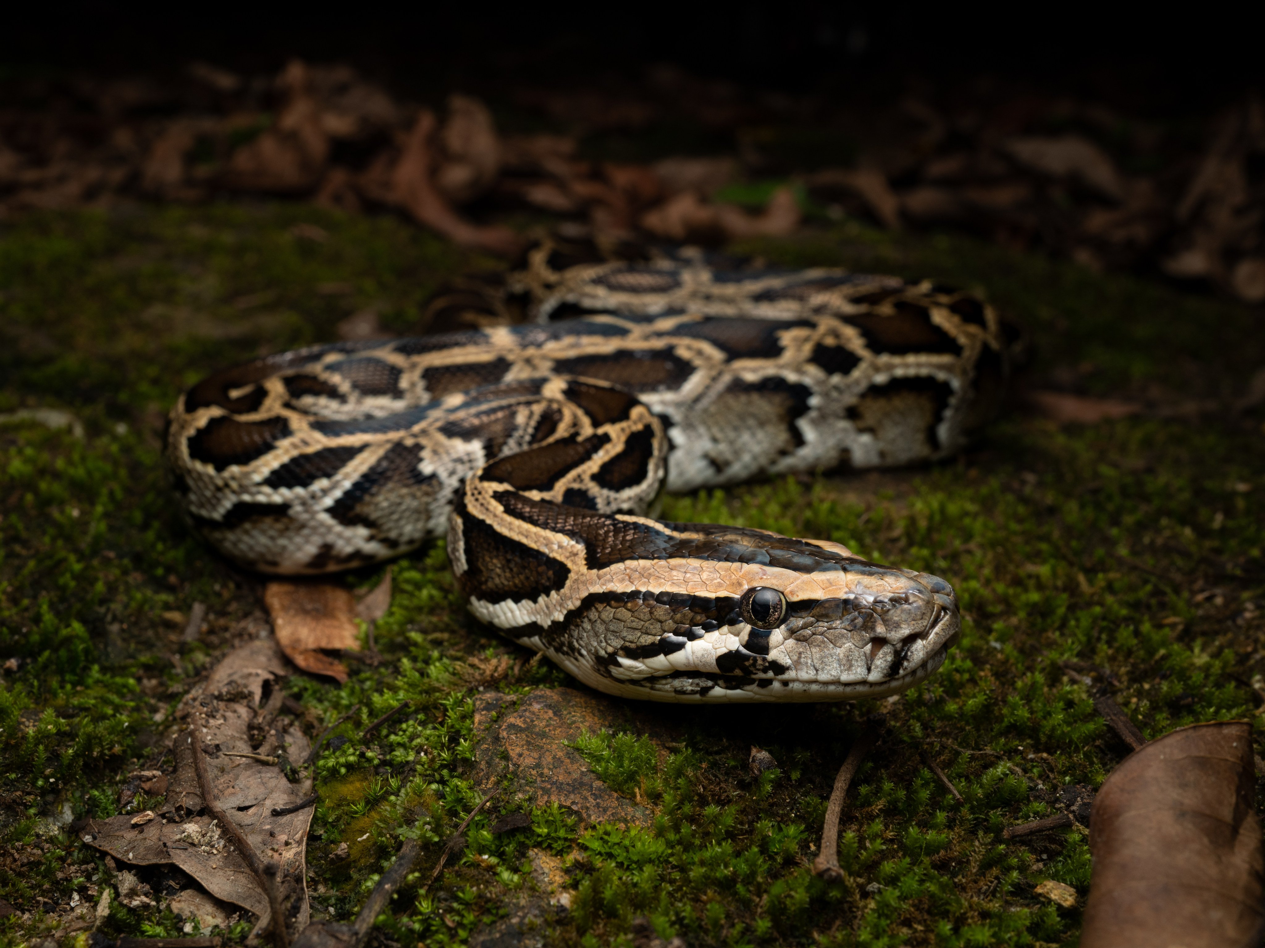 A  Burmese python, the apex snake species in Hong Kong. Photo: Adam Francis