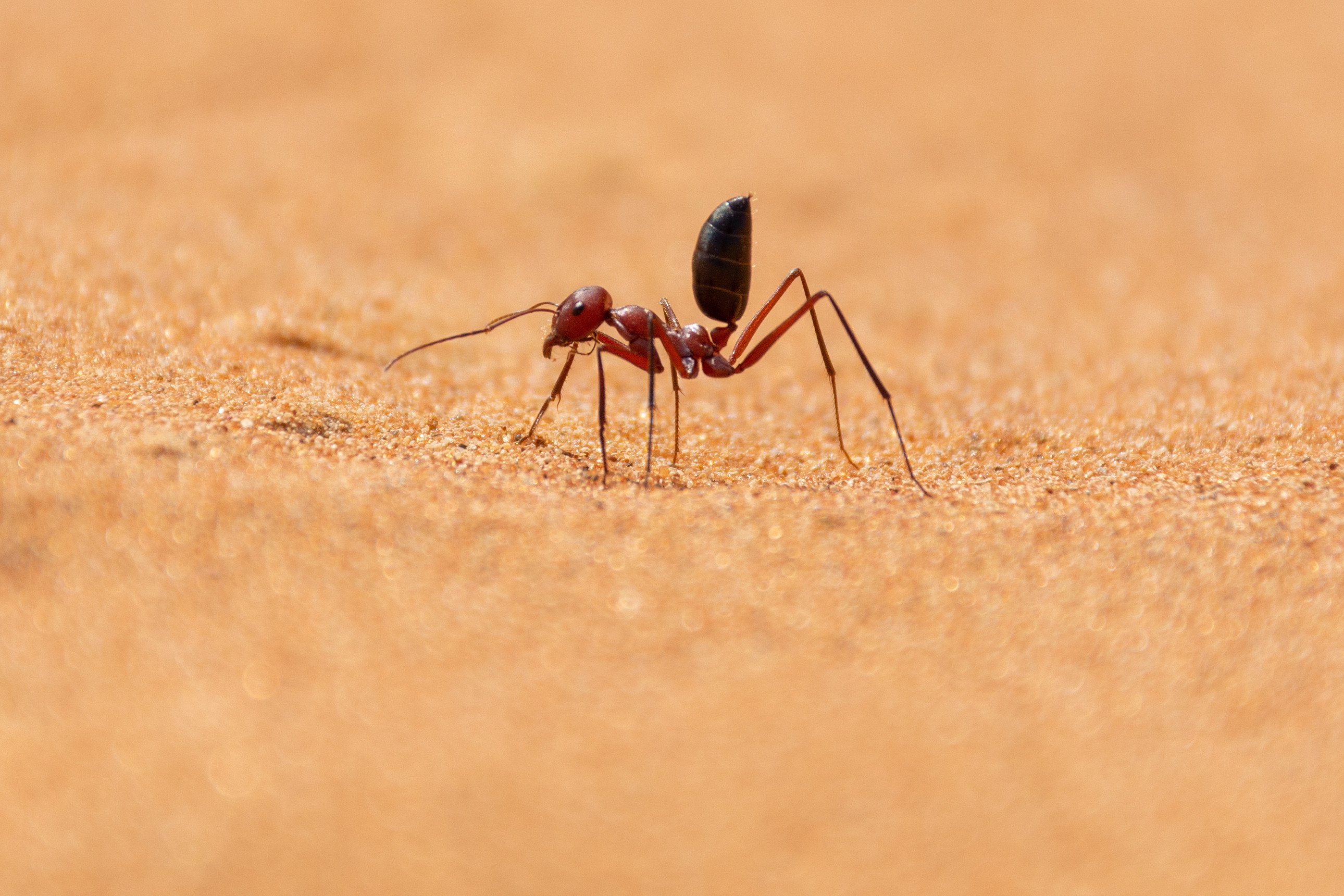 Photoreceptor cells in desert ants’ eyes helps them to find their way across barren deserts without landmarks. Photo: Shutterstock 