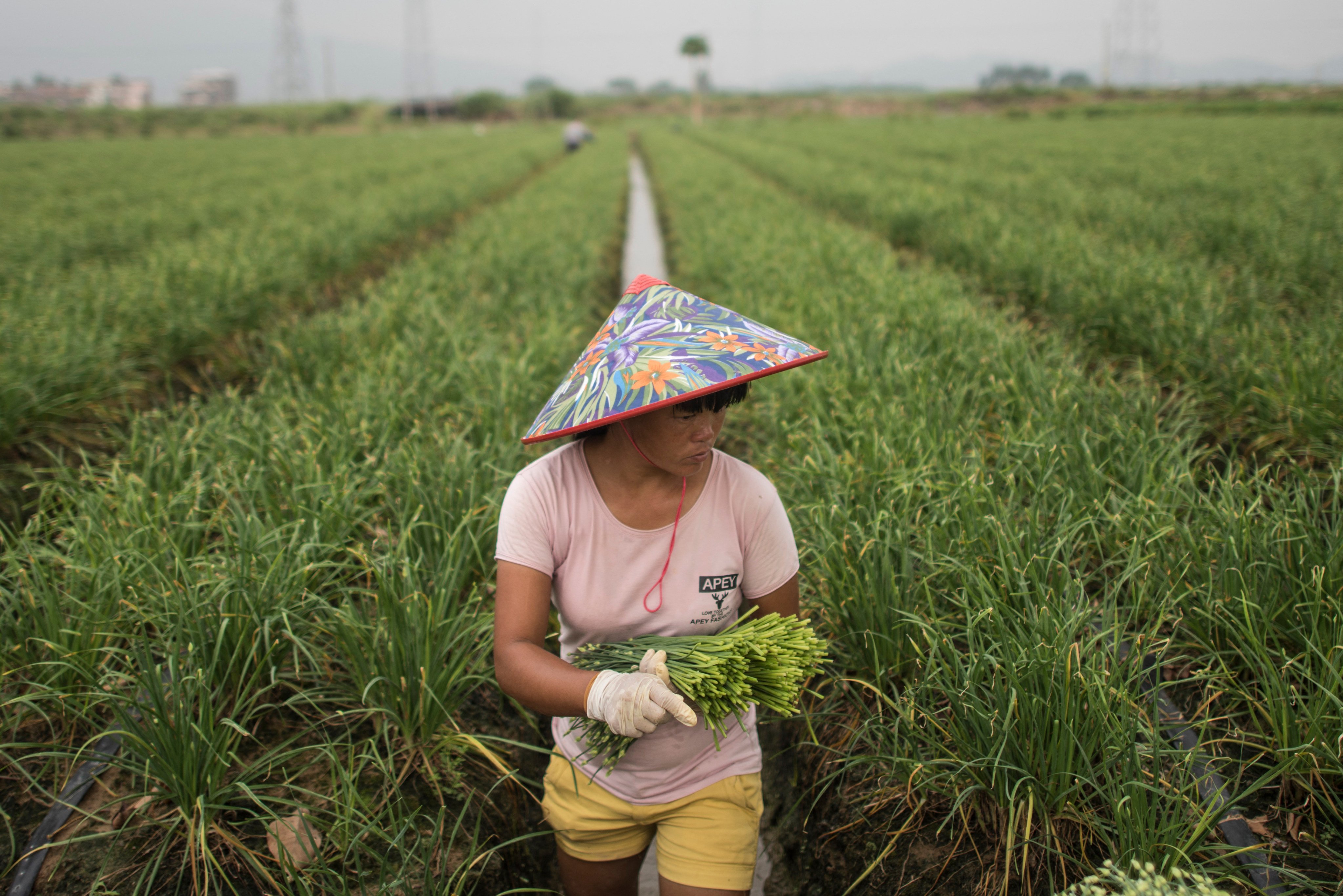 A farmer harvests garlic stalks in Datangzhen, Guangdong province, China. Photo: AFP