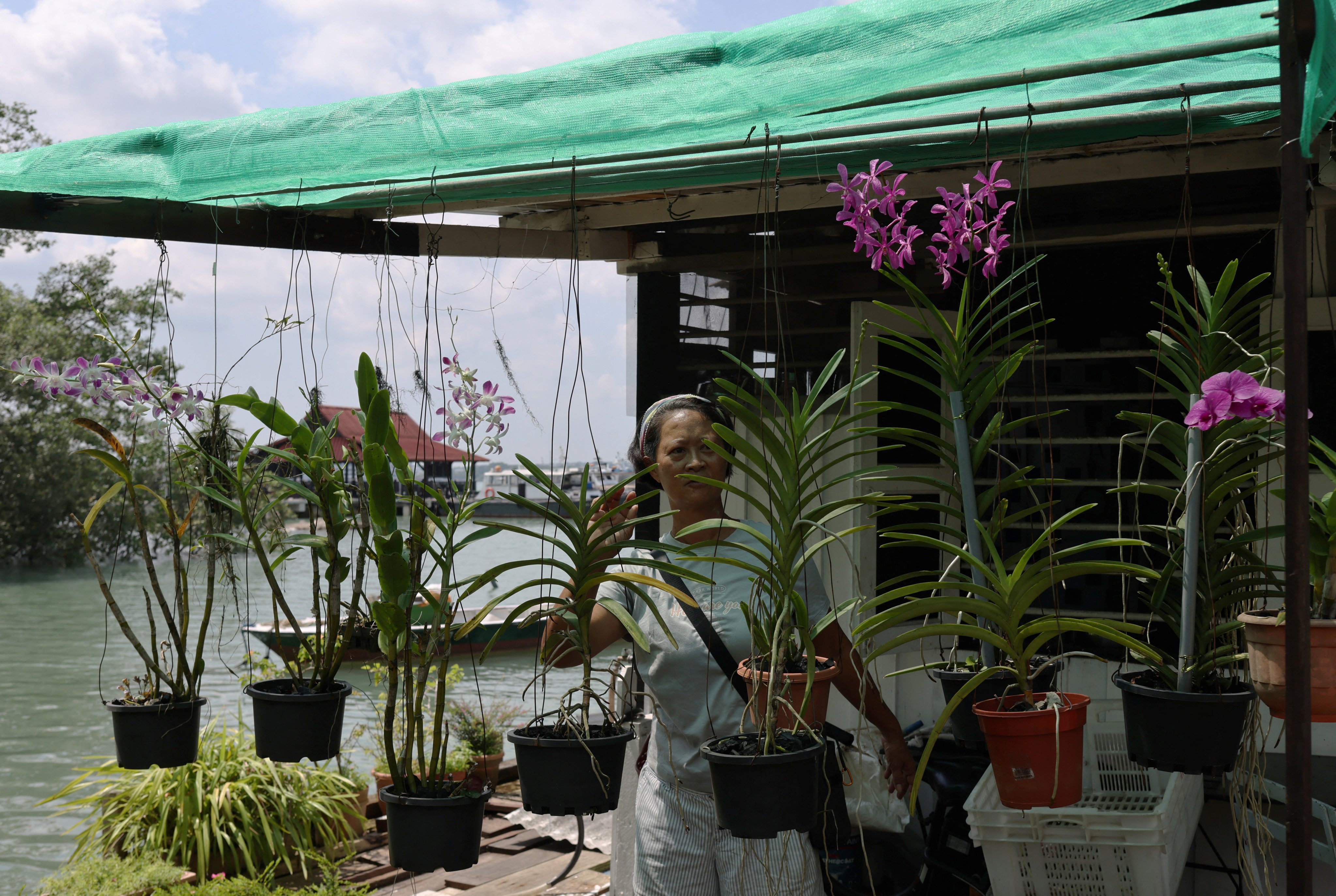 A woman checks on her plants outside her house on Singapore’s Pulau Ubin island on November 1. Photo: Reuters