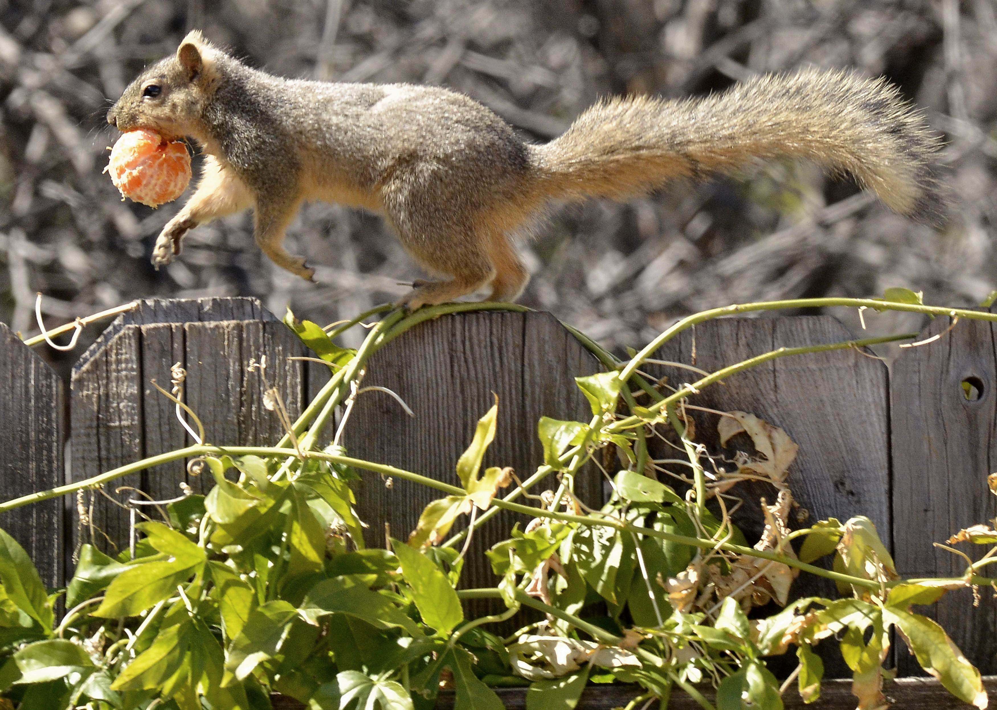 A squirrel runs with a tangerine along a fence at a garden in a residential neighbourhood in California. Photo: AFP