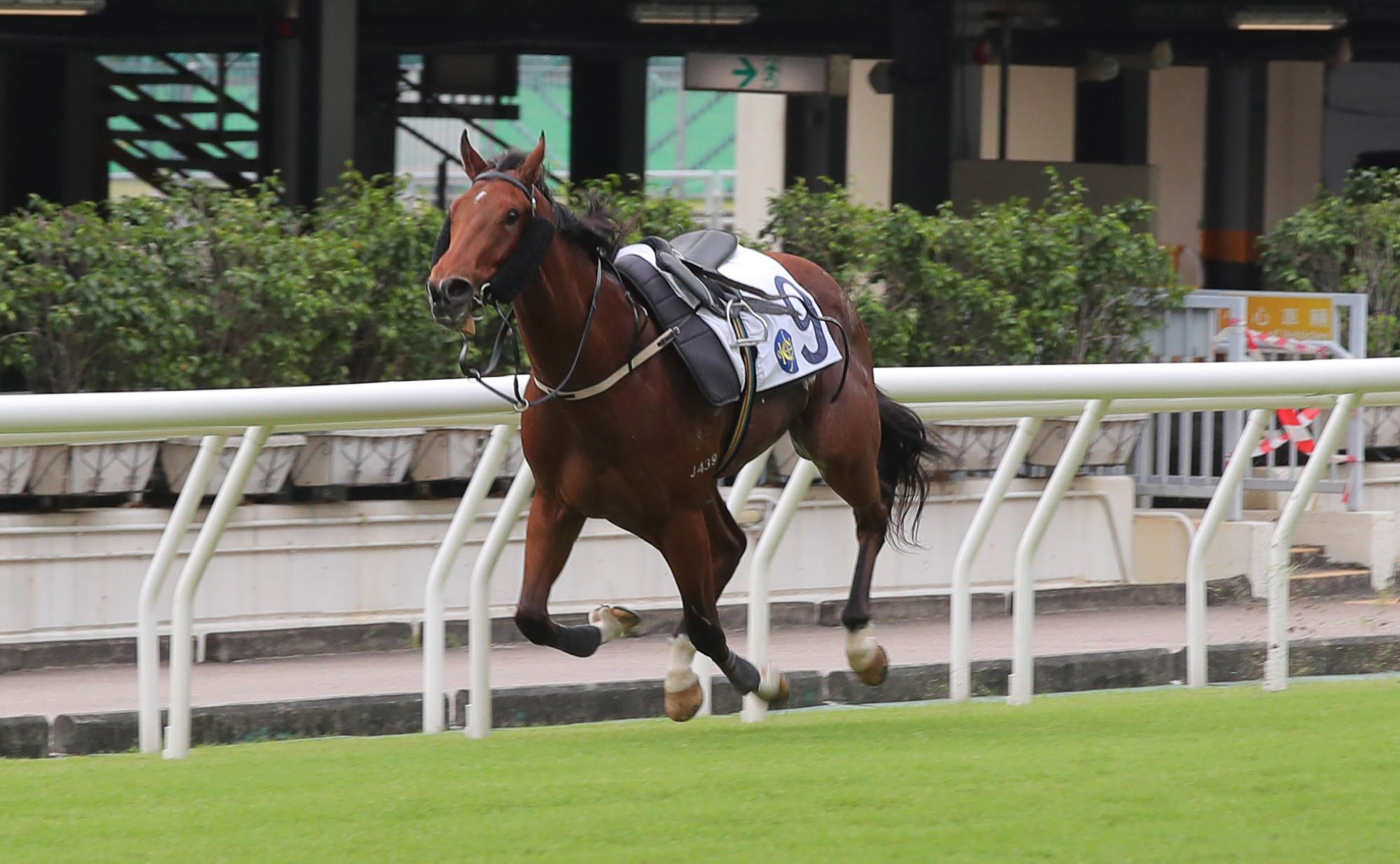 Ka Ying Resilience gallops riderless at Happy Valley after getting loose before an intended trial in October.